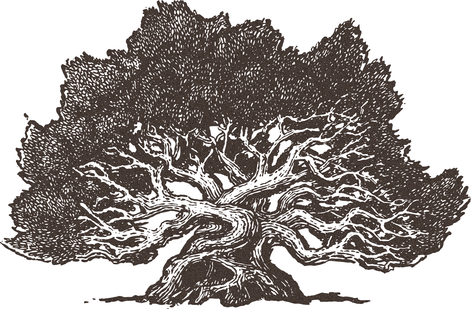 A detailed, black and white illustration of a large, old tree with sprawling branches and dense foliage.