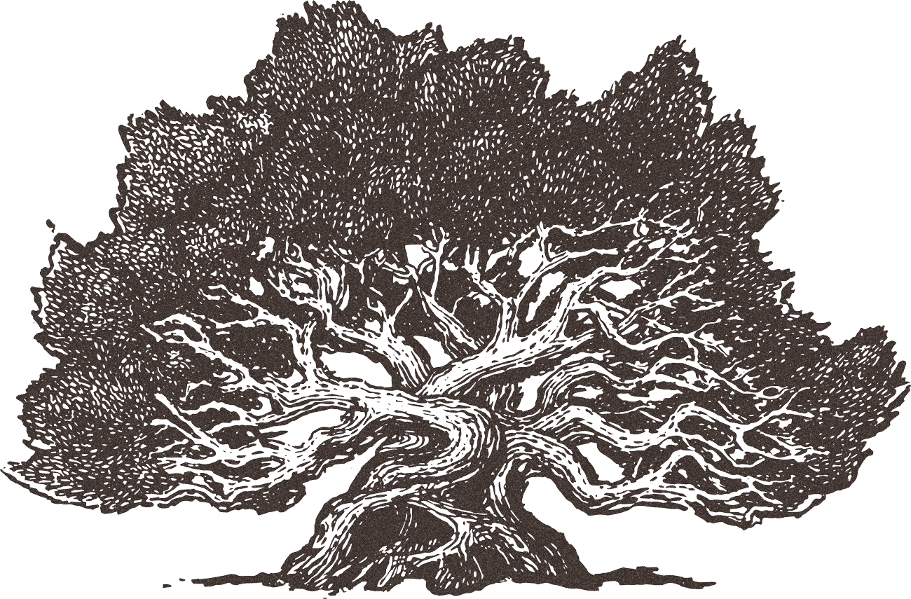 Illustration of a large, detailed tree with sprawling branches and a thick trunk, set against a black background.