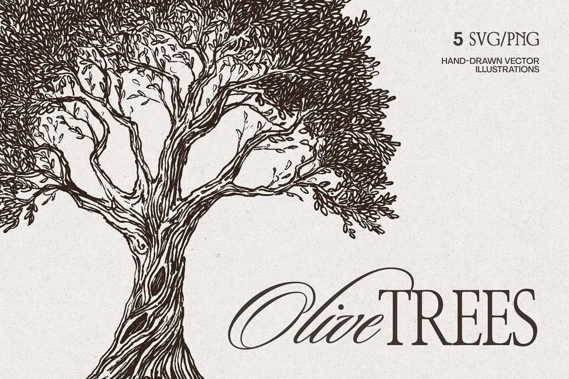 Olive Tree Sketch Illustrations