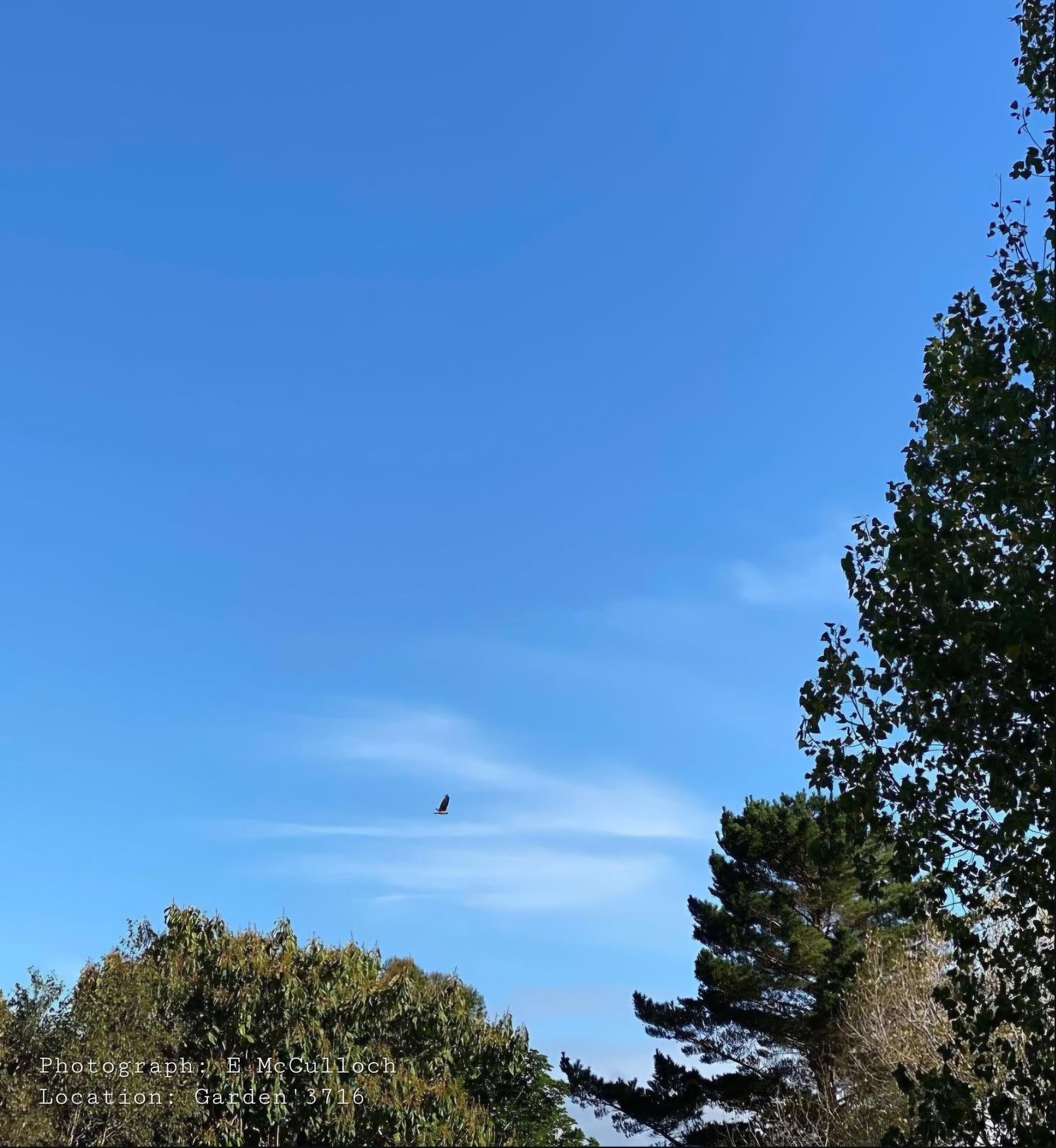 Watch, Observe, and Release 6…