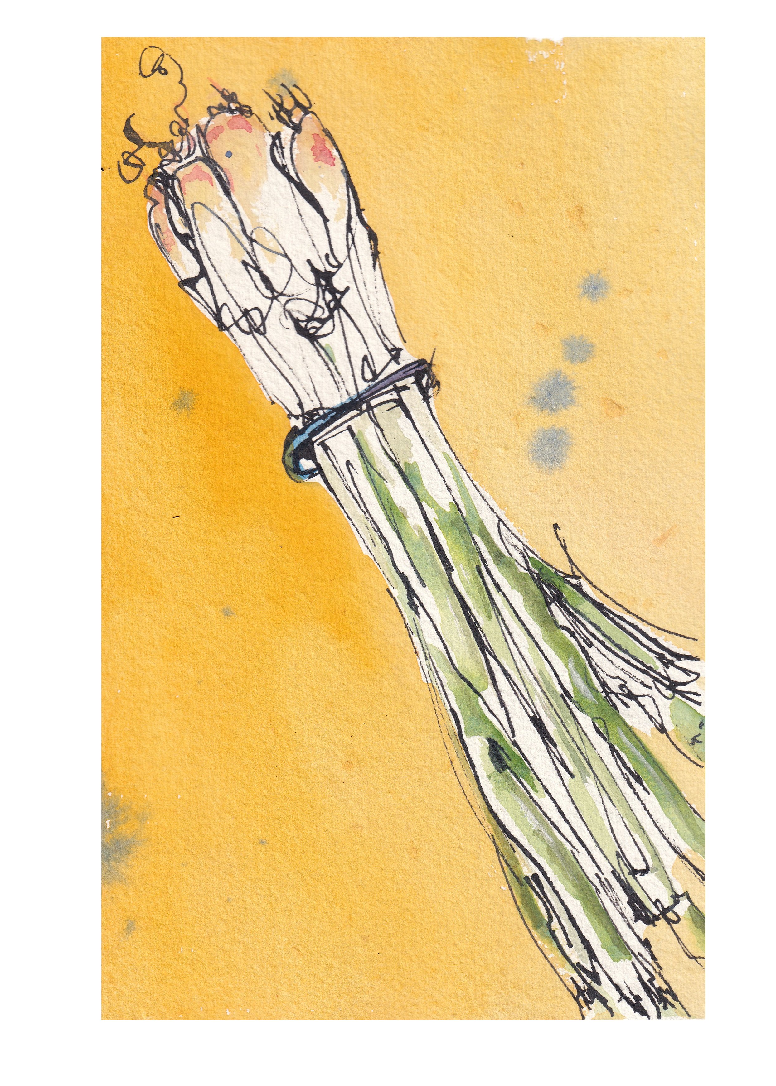 spring onions A4.jpg
