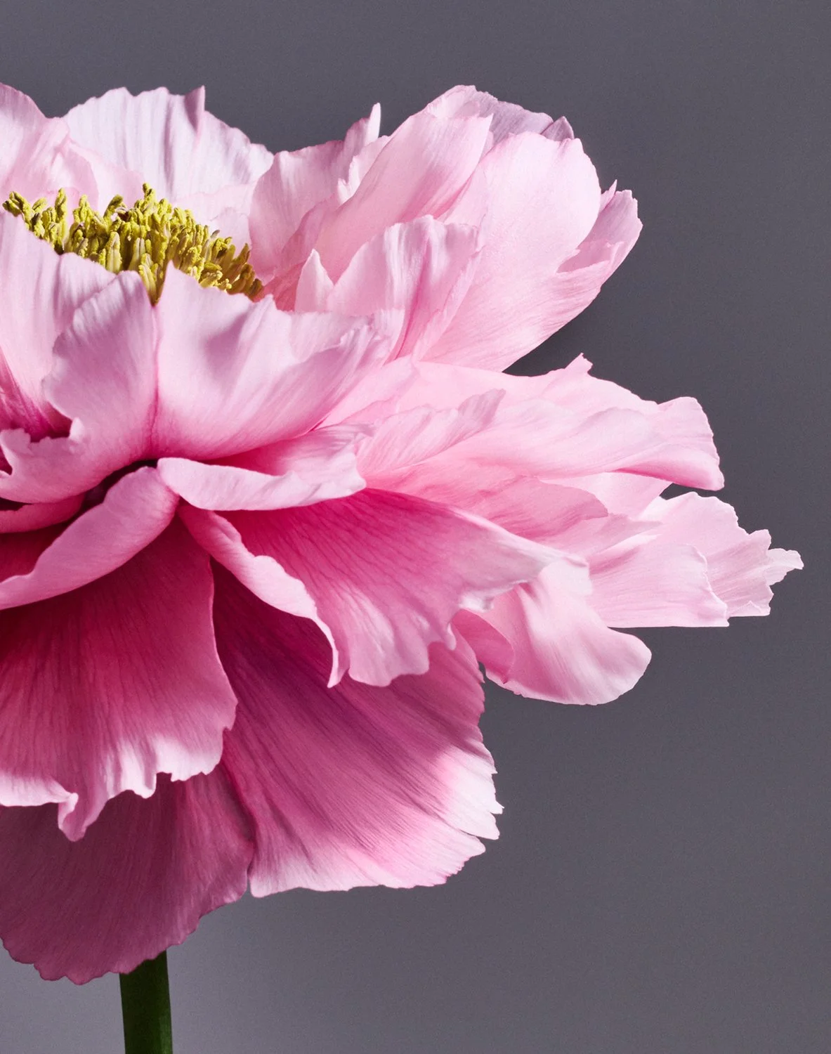 PEONY