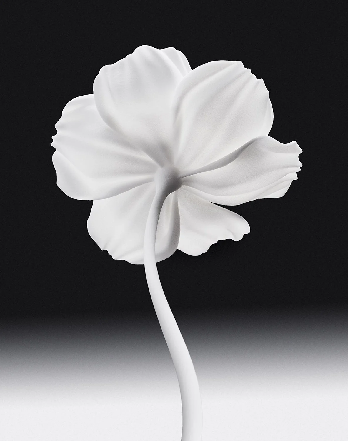FS_WHITE_FLOWER_5_1.jpg