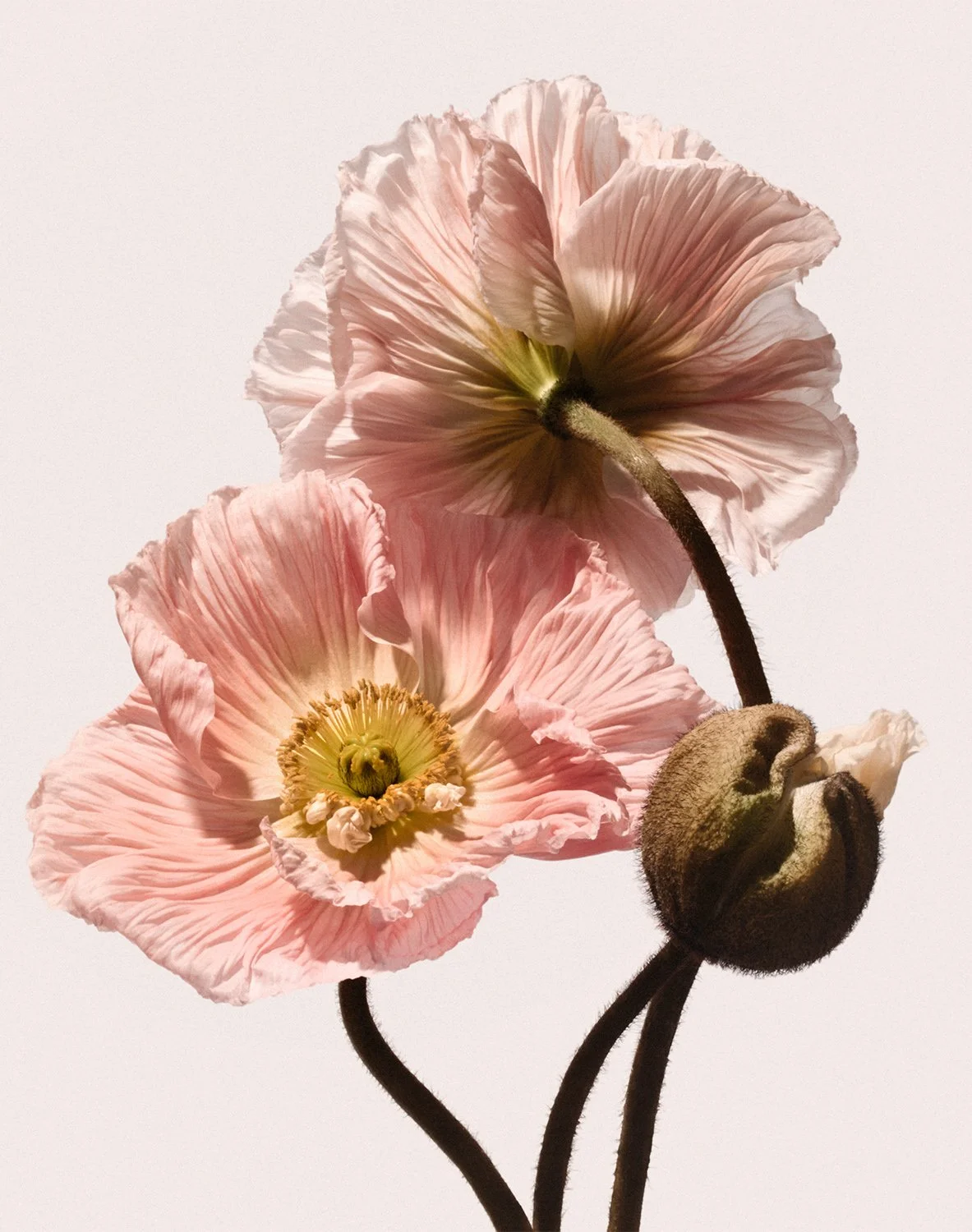 Close-up of two pale pink poppy flowers with curly ruffled petals and prominent yellow-green centers, along with a seed pod, on dark stems against a plain white background.