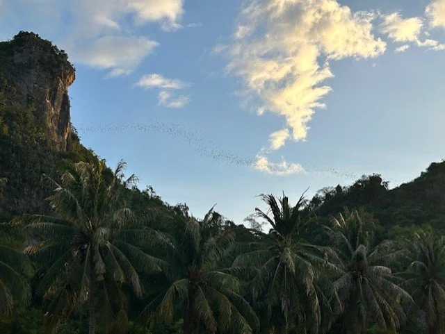 miljoenen vleermuizen die uitvliegen