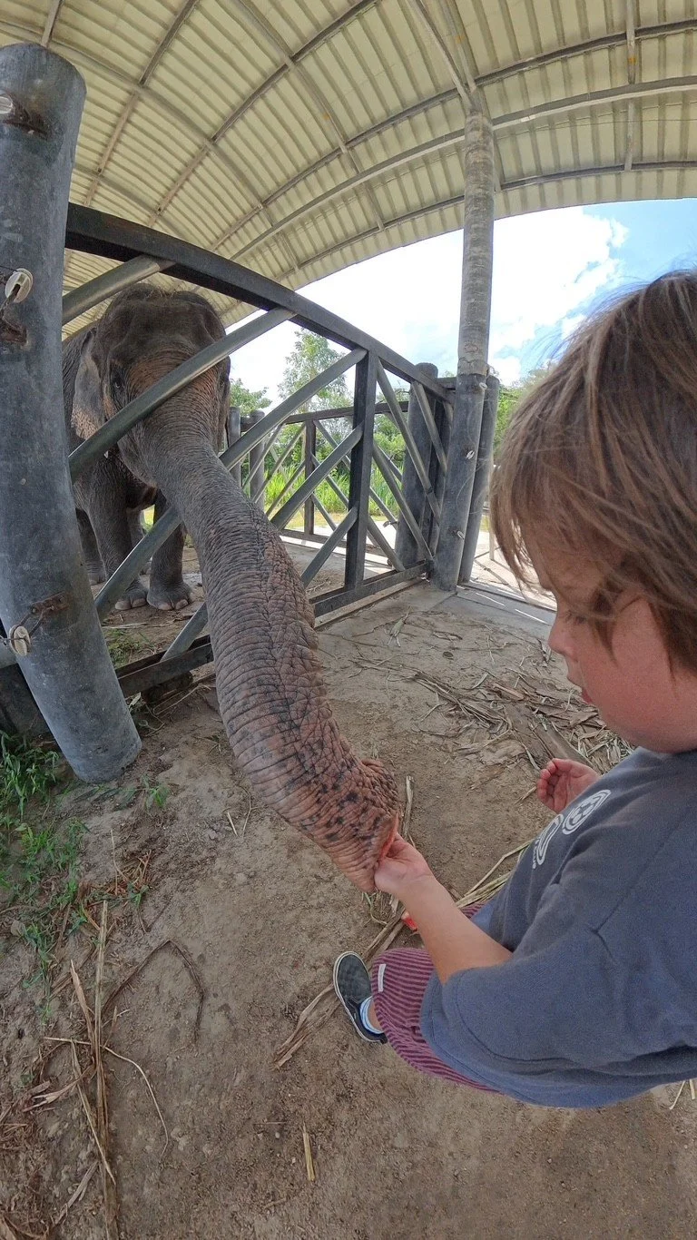 olifanten opvang cha am