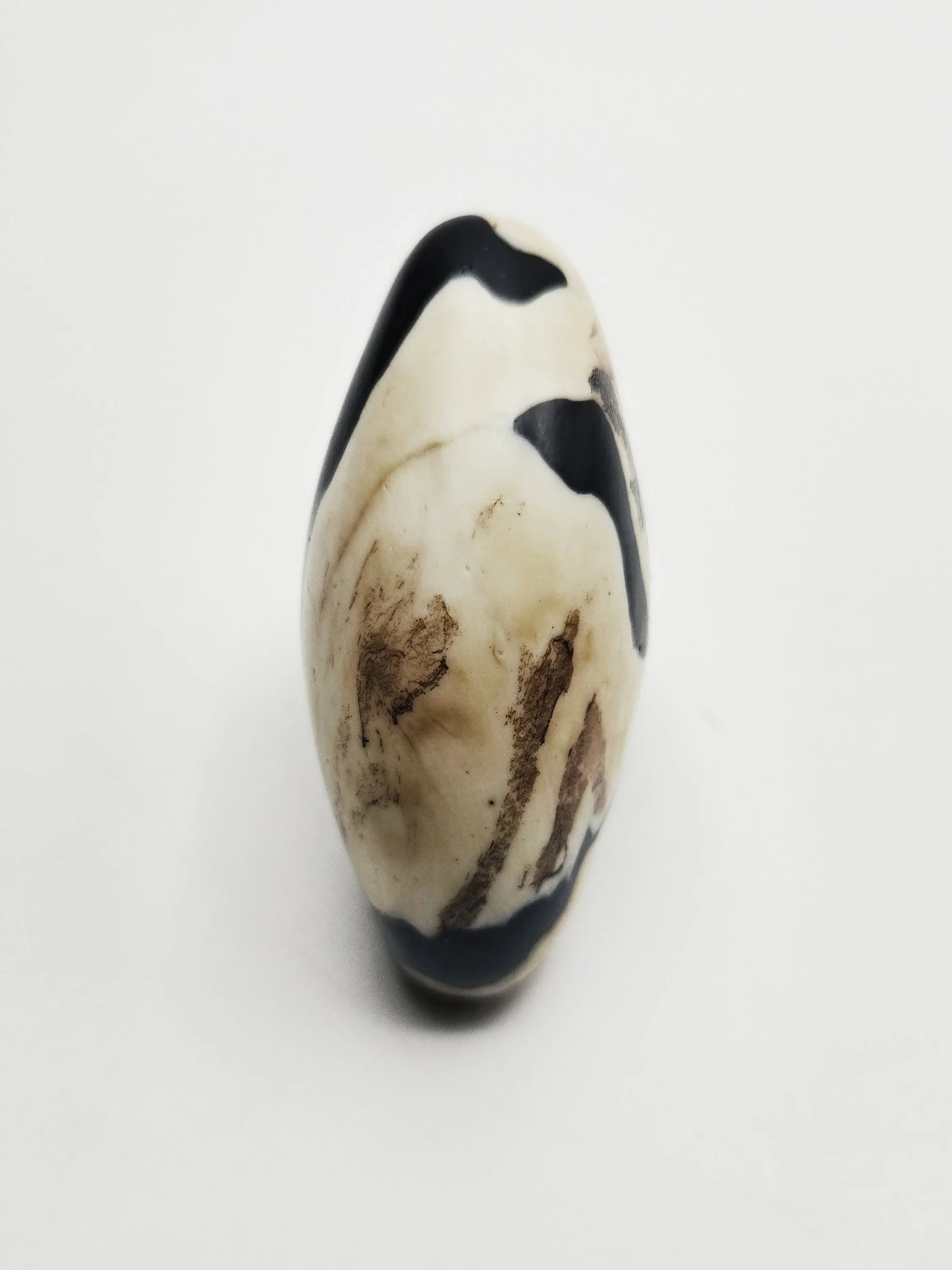 zebra+5a.jpg