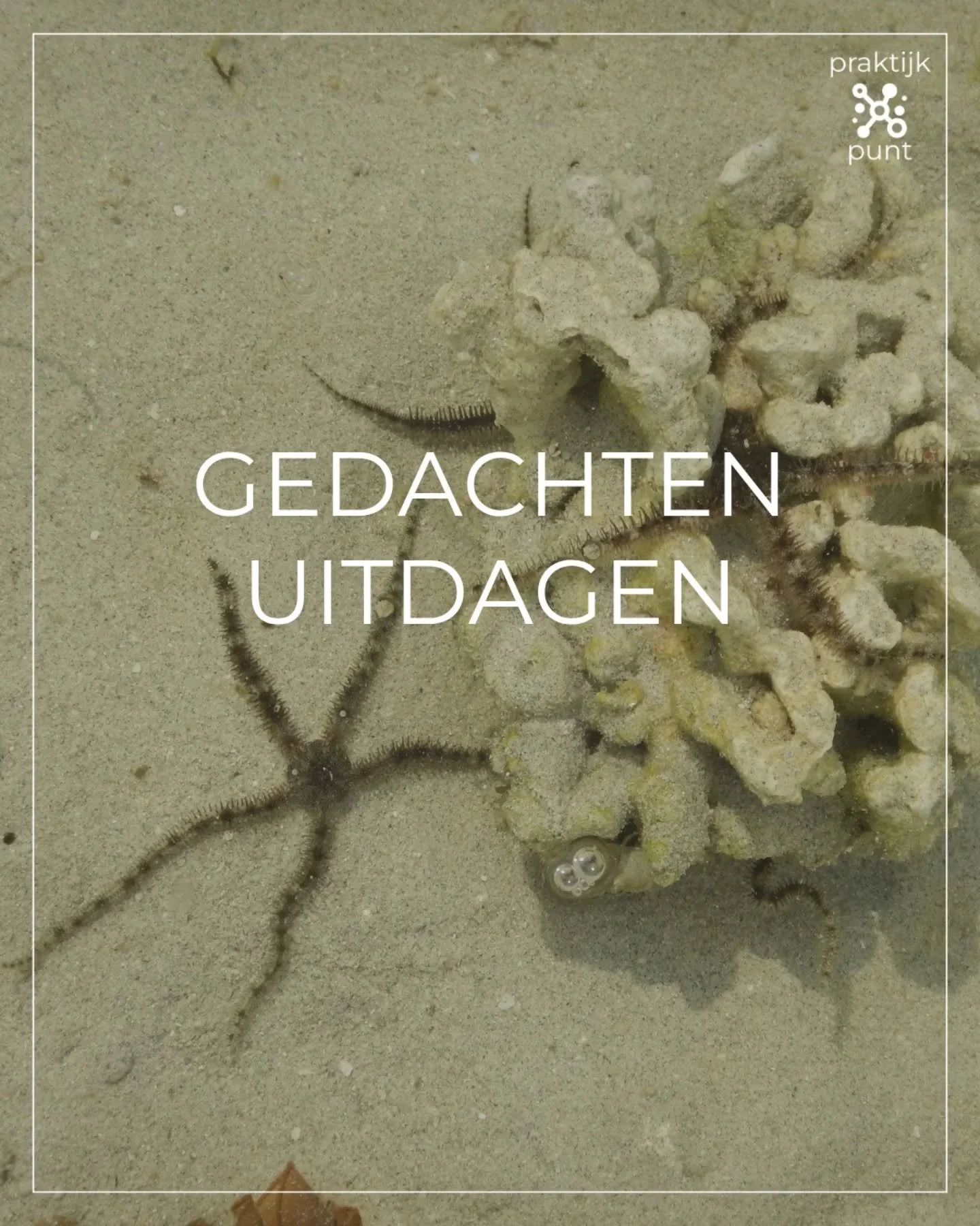 GEDACHTEN UITDAGEN.

We denken op verschillende niveaus. E&eacute;n van die niveaus betreft snelle gedachten, oftewel automatische gedachten. Deze ploppen soms op, zoals bij mij, vlak voor ik deze foto maakte: 'Oh, een zeeSPIN!' 🕷️ 

Die flitsende i