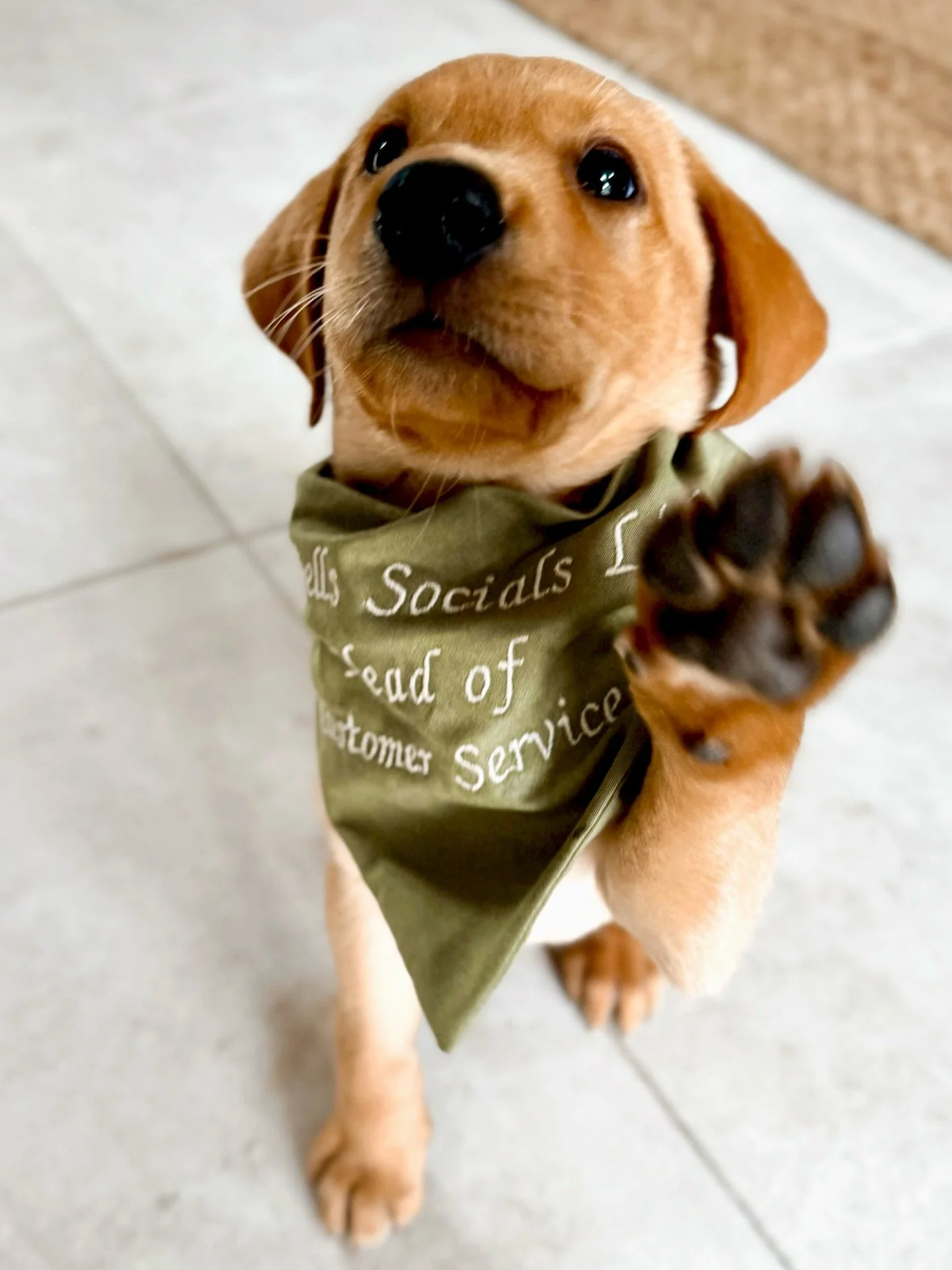Hi everyone 🐾 My name is Red and I am the new Head of Customer Services for She Sells Socials Ltd 🧡
From now on content ideas, approval, emails, meetings, lunch dates, package agreements, new leads, shows and events diary will be managed by me 😀