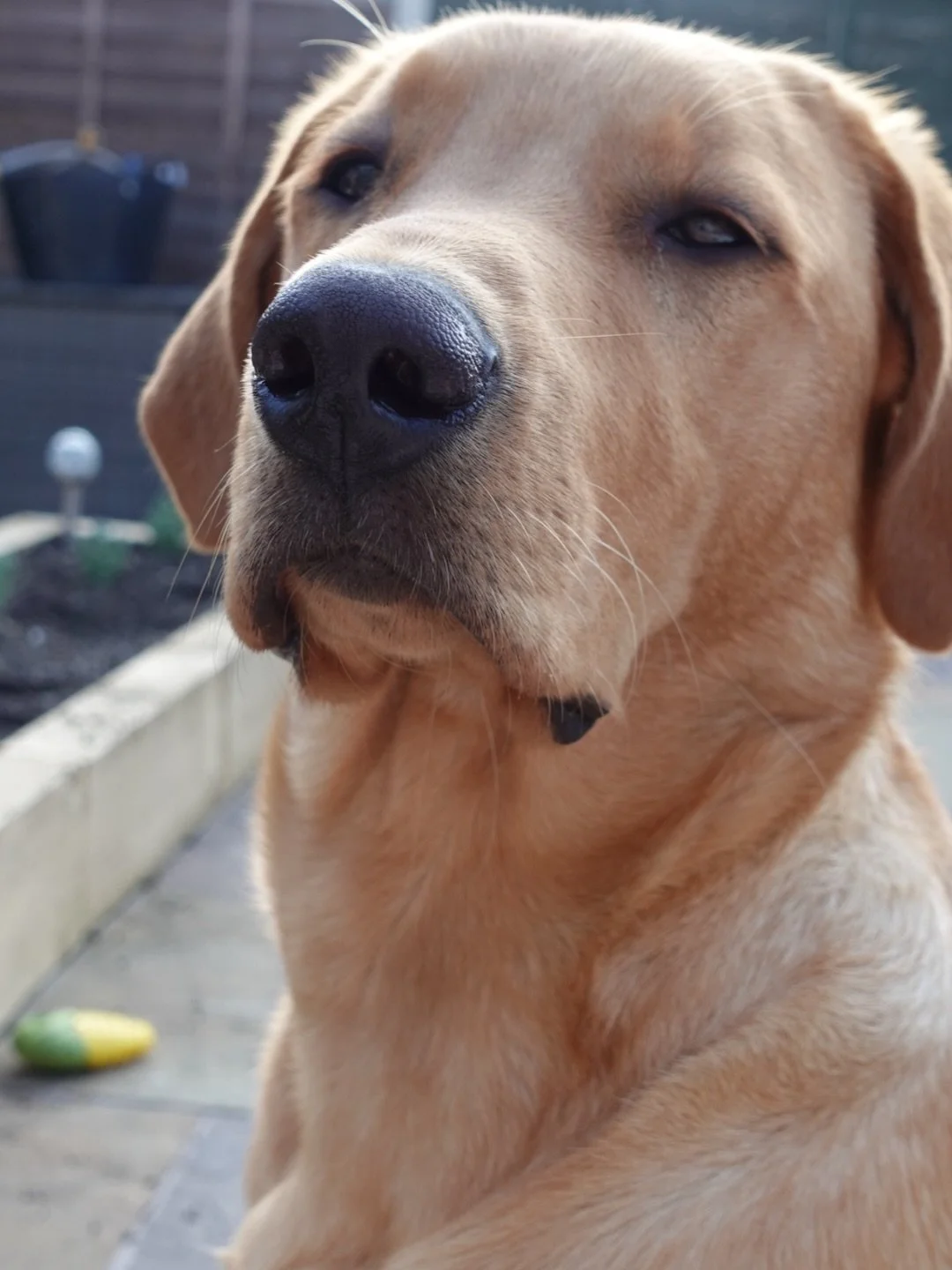 Red appreciation post &hearts;️ Dogs&hellip; where would we be without them, eh?

Come rain come shine, this dog gets me out the house. He reminds me to take a break from being fixated on the laptop, he reminds me to be silly and play, he&rsquo;s com