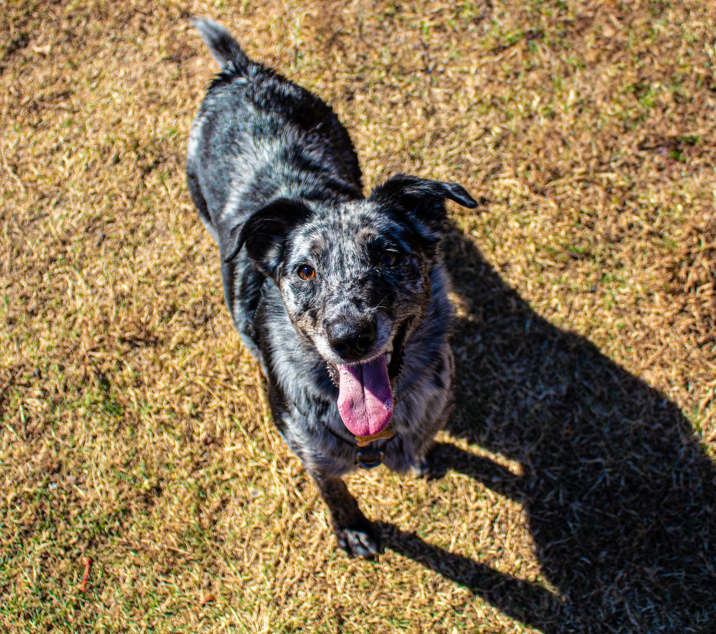 pup2.jpg