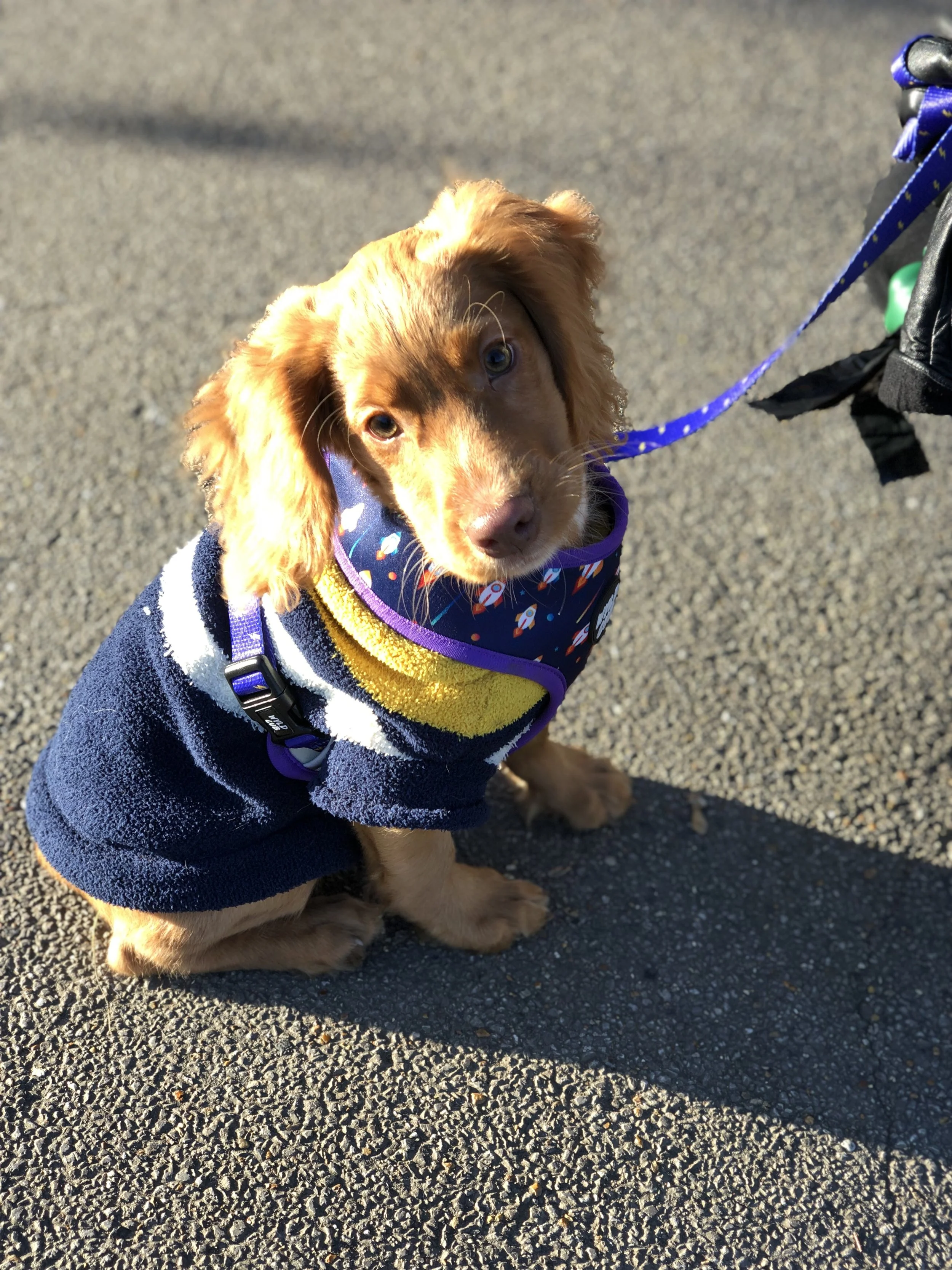 A cute brown puppy with floppy ears and blue eyes sitting on asphalt, wearing a navy sweater with white stripes, a yellow bib, and a blue bandana with rocket ship and planet patterns. The puppy is on a blue leash attached to a black harness and is looking up at the camera during daylight.
