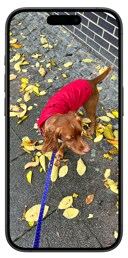 A brown dog wearing a red coat standing on a sidewalk covered with fallen yellow leaves, next to a brick wall, on a leash held by someone taking a photo.