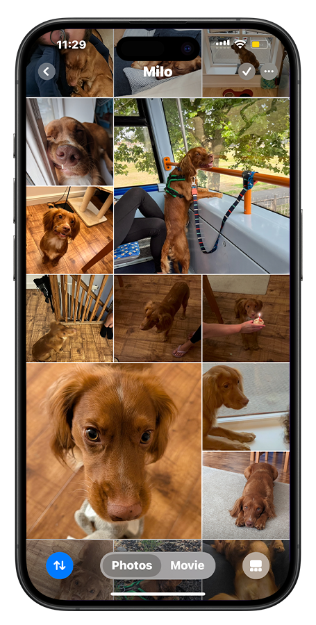 Collage of photos of a brown dog named Milo, including close-ups, sitting by a window, playing, and resting indoors.