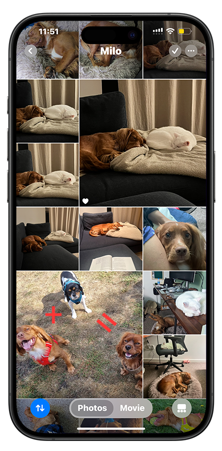 A smartphone screen showing several photos of dogs and a cat. Some are sleeping on sofas, some outside, and one is looking at the camera.