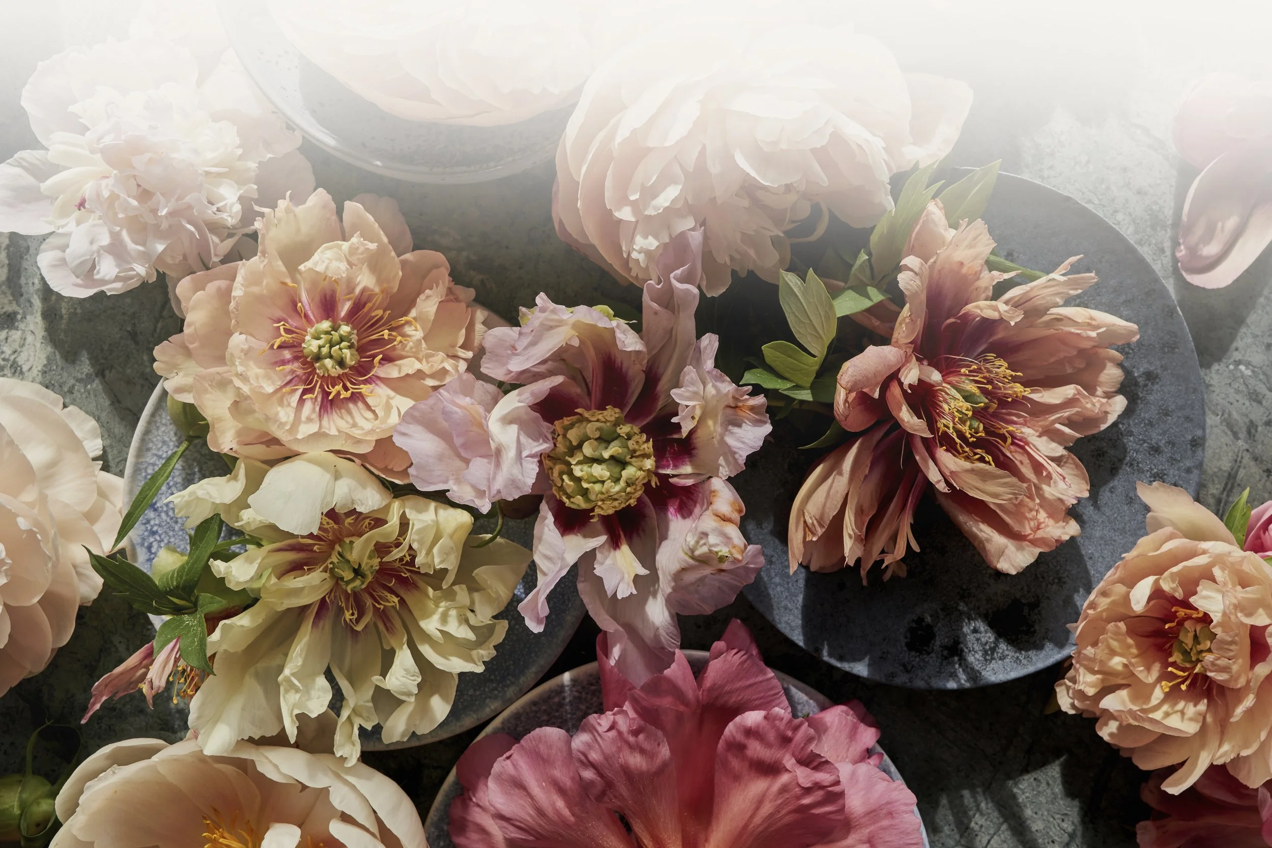 Ariella Chezar Design Inc.