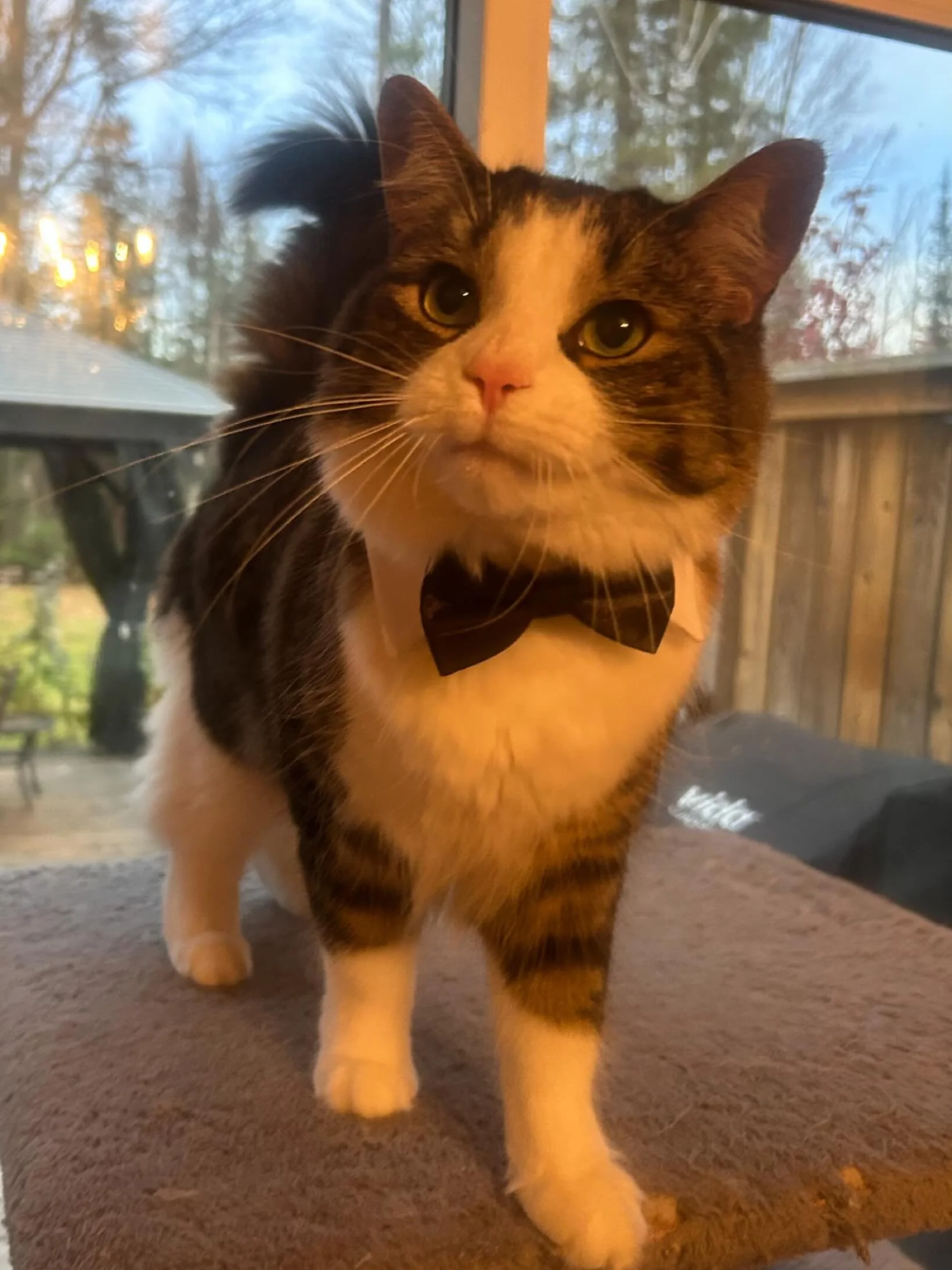 Have you met my cat Moon?

I don&rsquo;t think I&rsquo;ve shared him here. He has a fan club of sorts and he&rsquo;s on my merch 😂

He loves to wear ties and be his handsome self. He just got new ones with the collar and he&rsquo;s looking sharp.

I