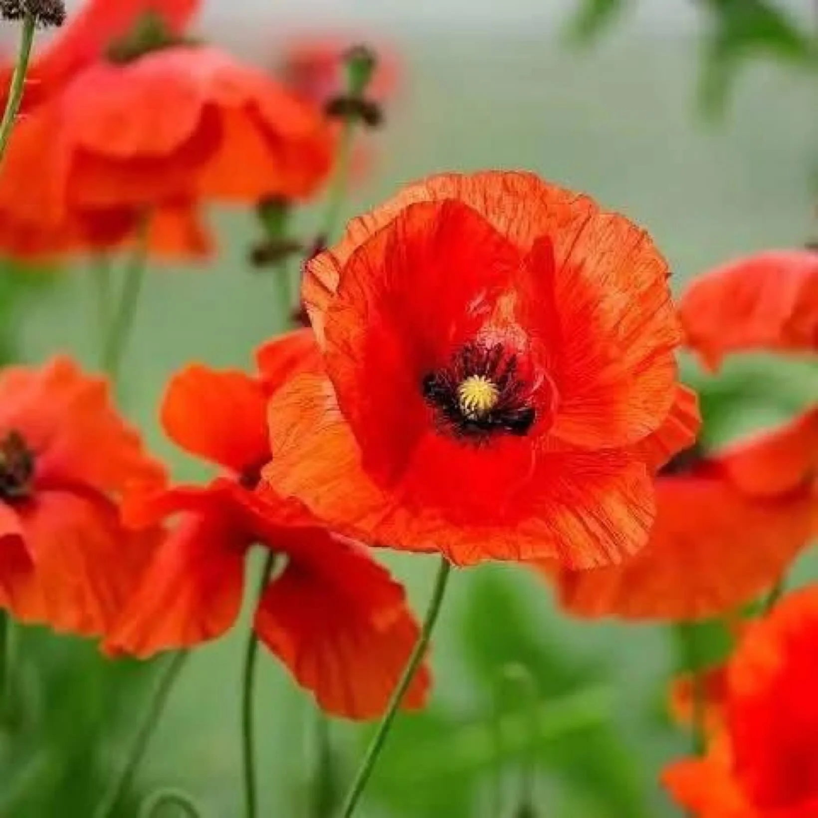 Thank you.
For the past. For the present. For the Future.

&ldquo;We loved, and were loved. Now we lie in Flanders Field.&rdquo;
-lieutenant colonel John McCrae

#remembrance