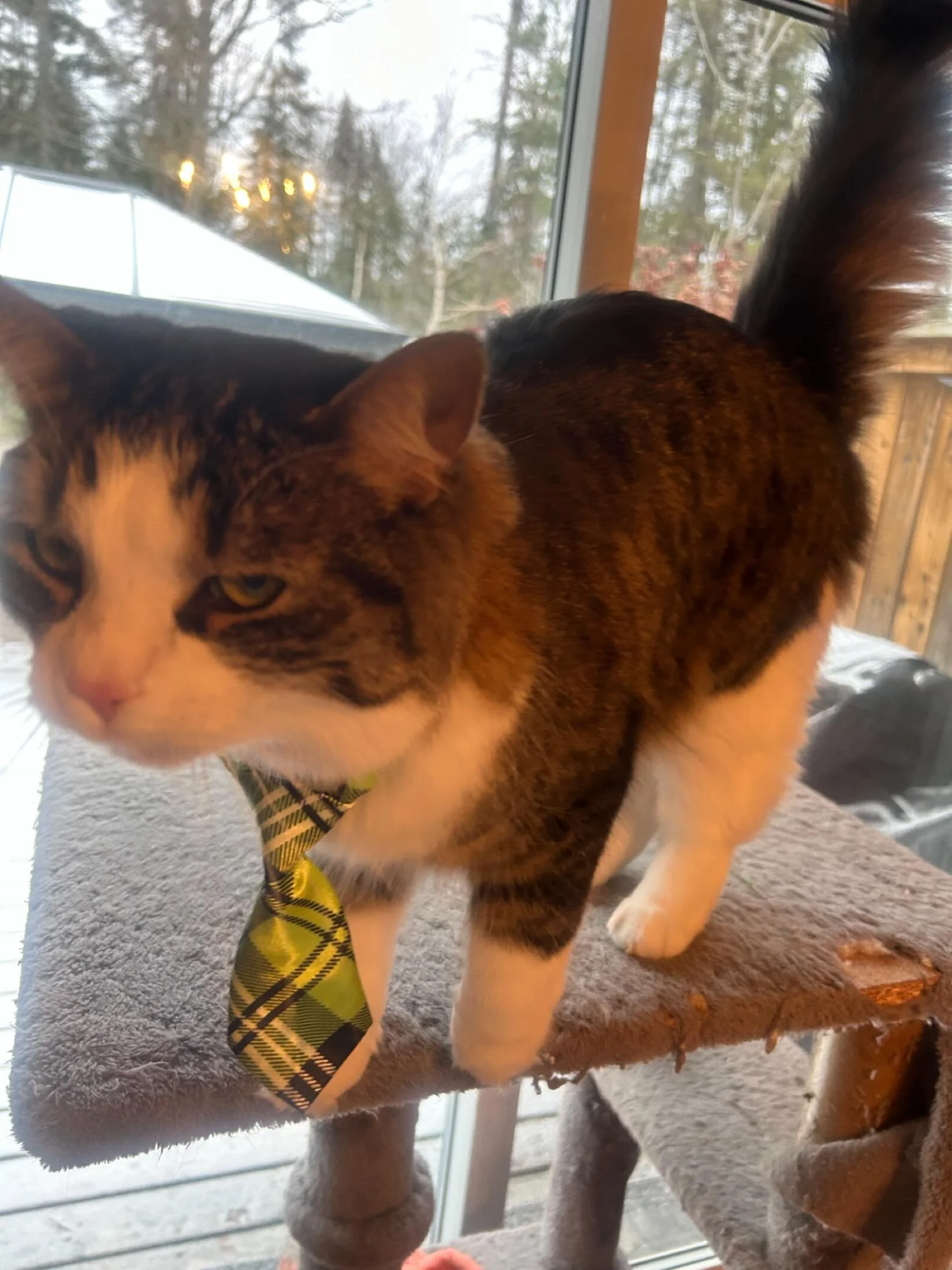 Mr. Moon giving Monday side eye. 😂

#catsofinstagram