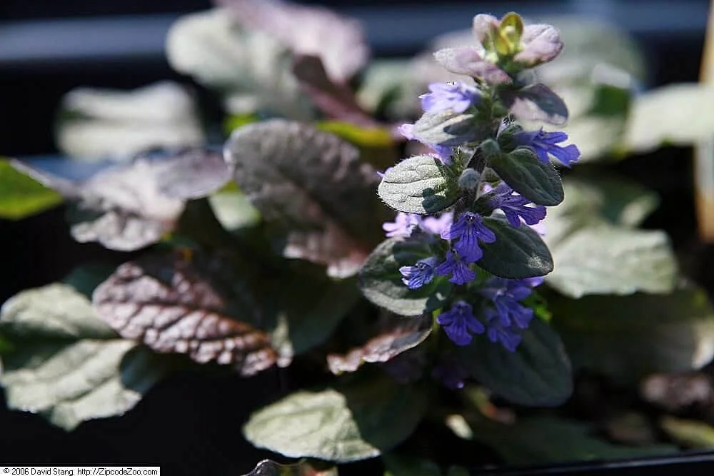 Bugleweed (Ajuga)