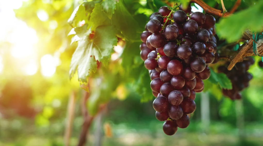Grapes,&nbsp;Fresh, Ripe