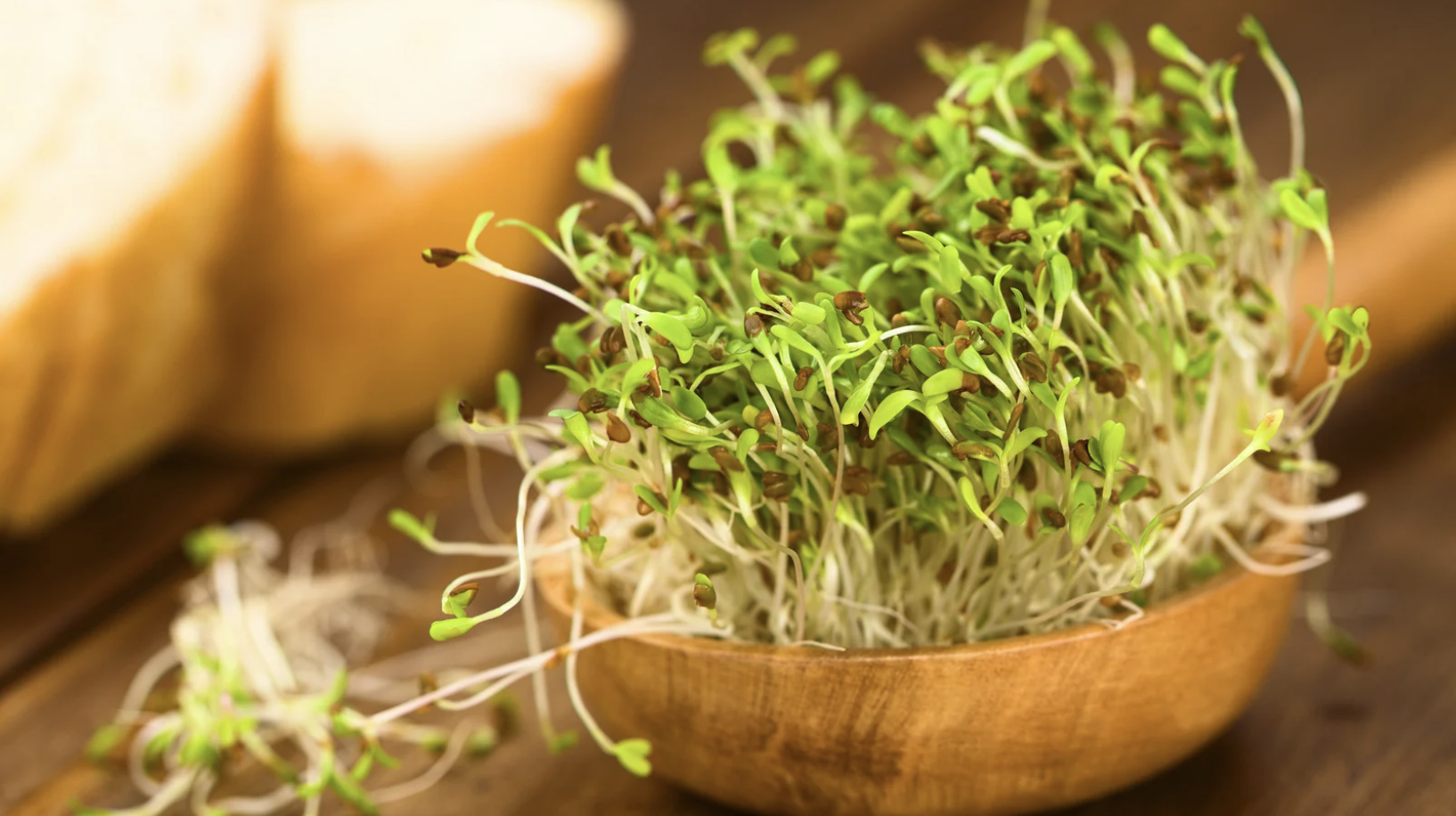 Alfalfa Sprouts (Medicago sativa)