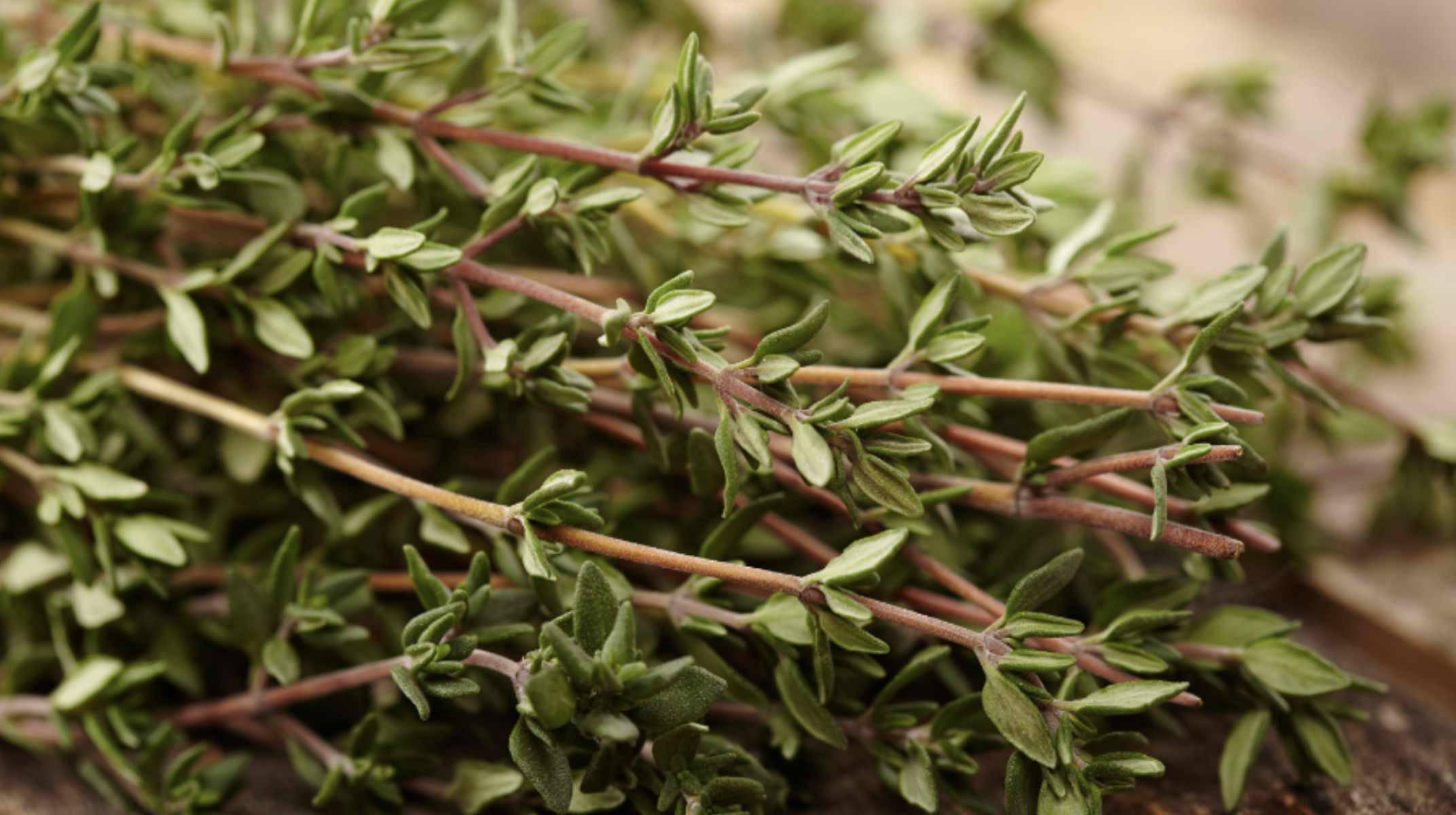 Thyme (Thymus vulgaris)