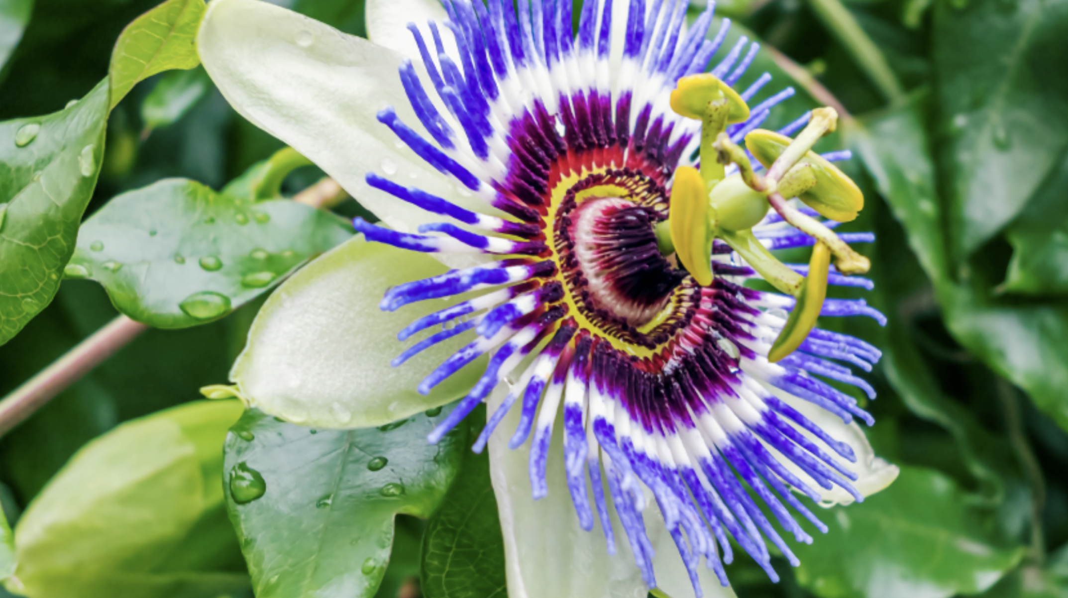 Passionflower (Passiflora Incarnata)