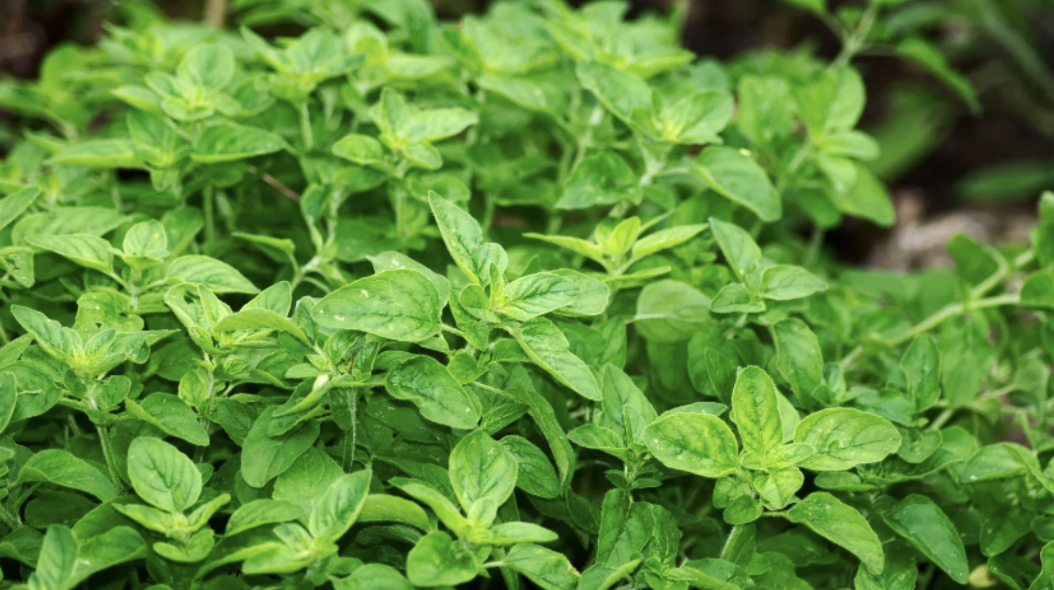 Oregano (Origanum vulgare)