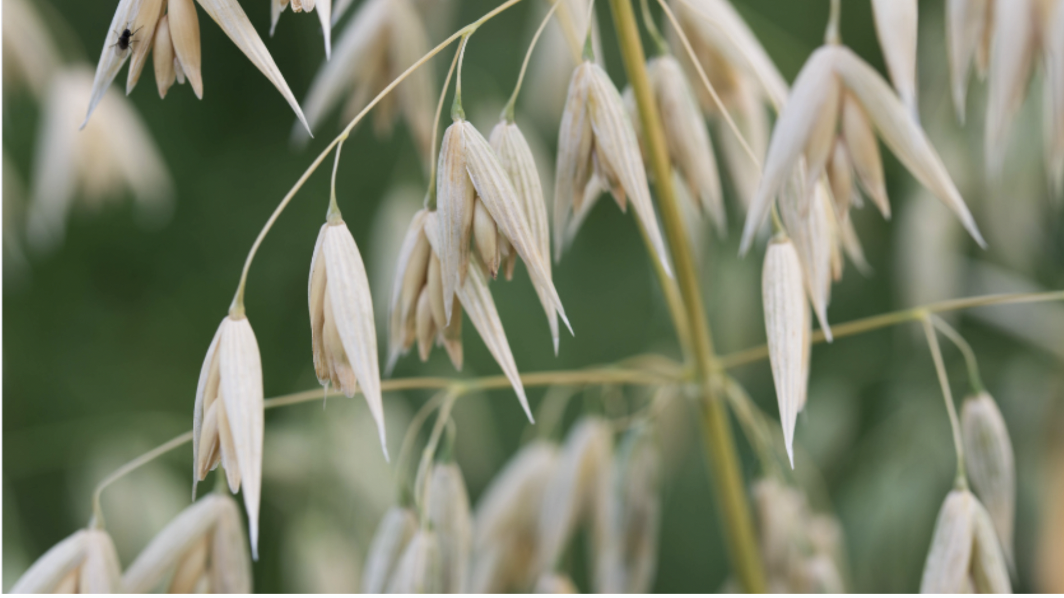 Oat Straw (Avena sativa, aerial parts)