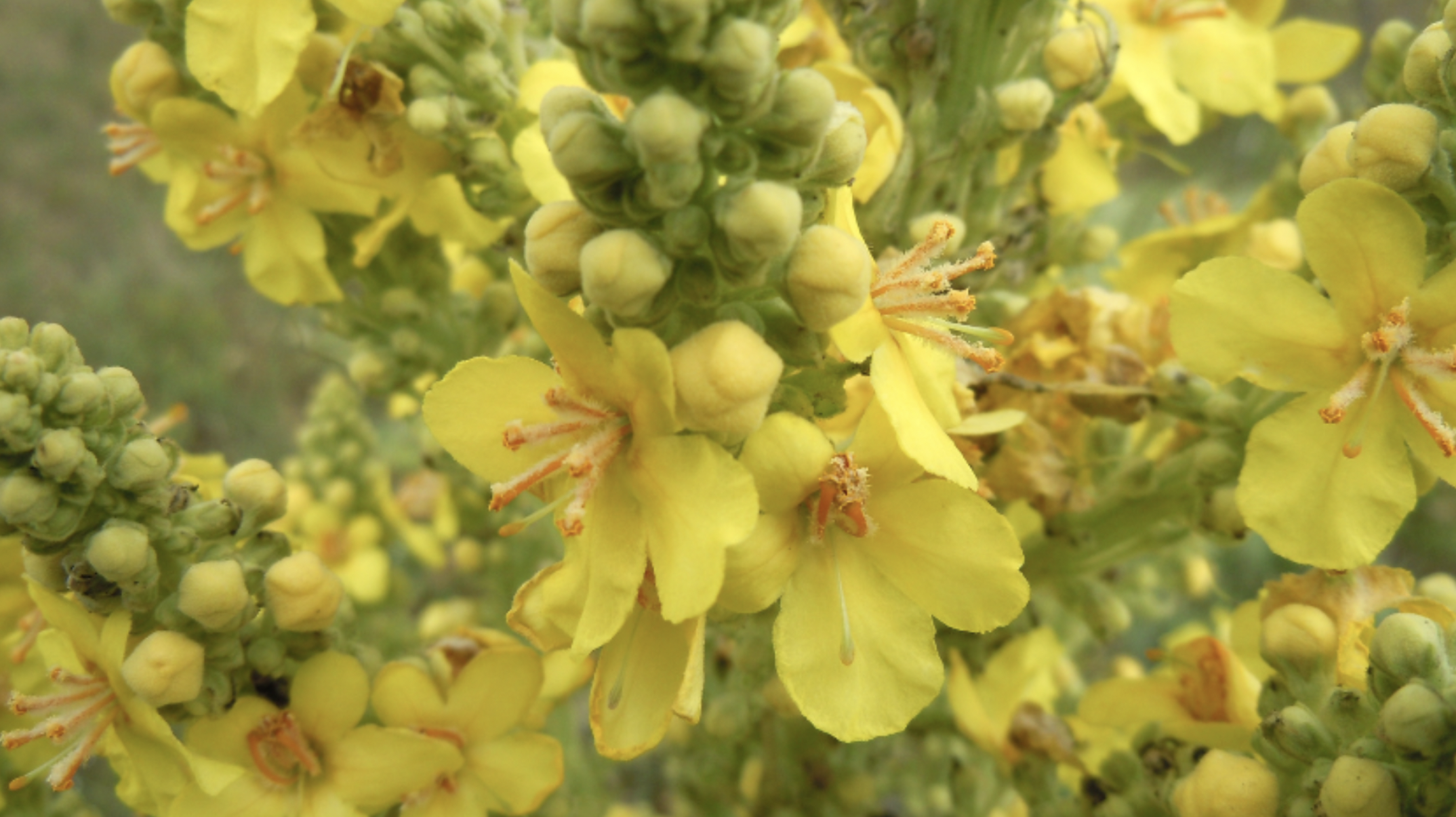 Mullein (Verbascum thapsus)