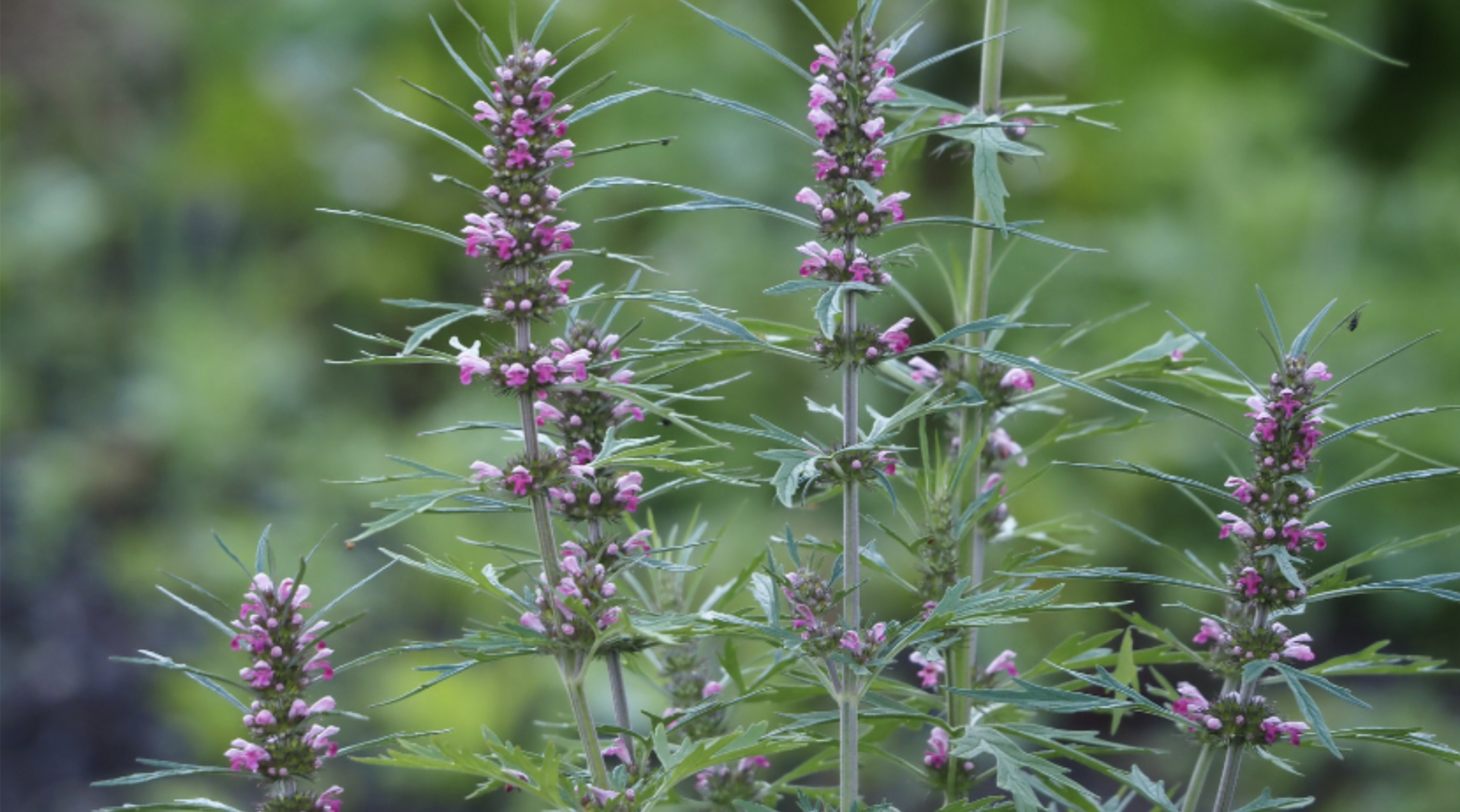 Milk Thistle (Silybum marianum)