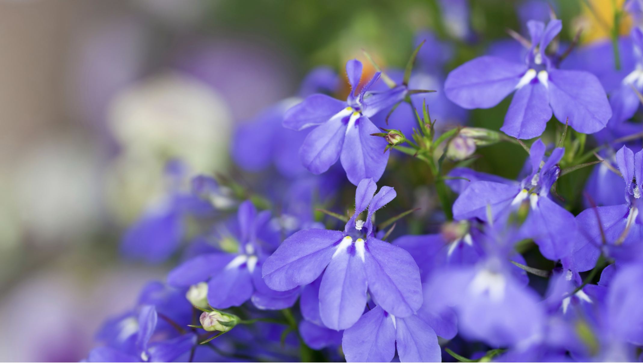 Lobelia (Lobelia erinus)