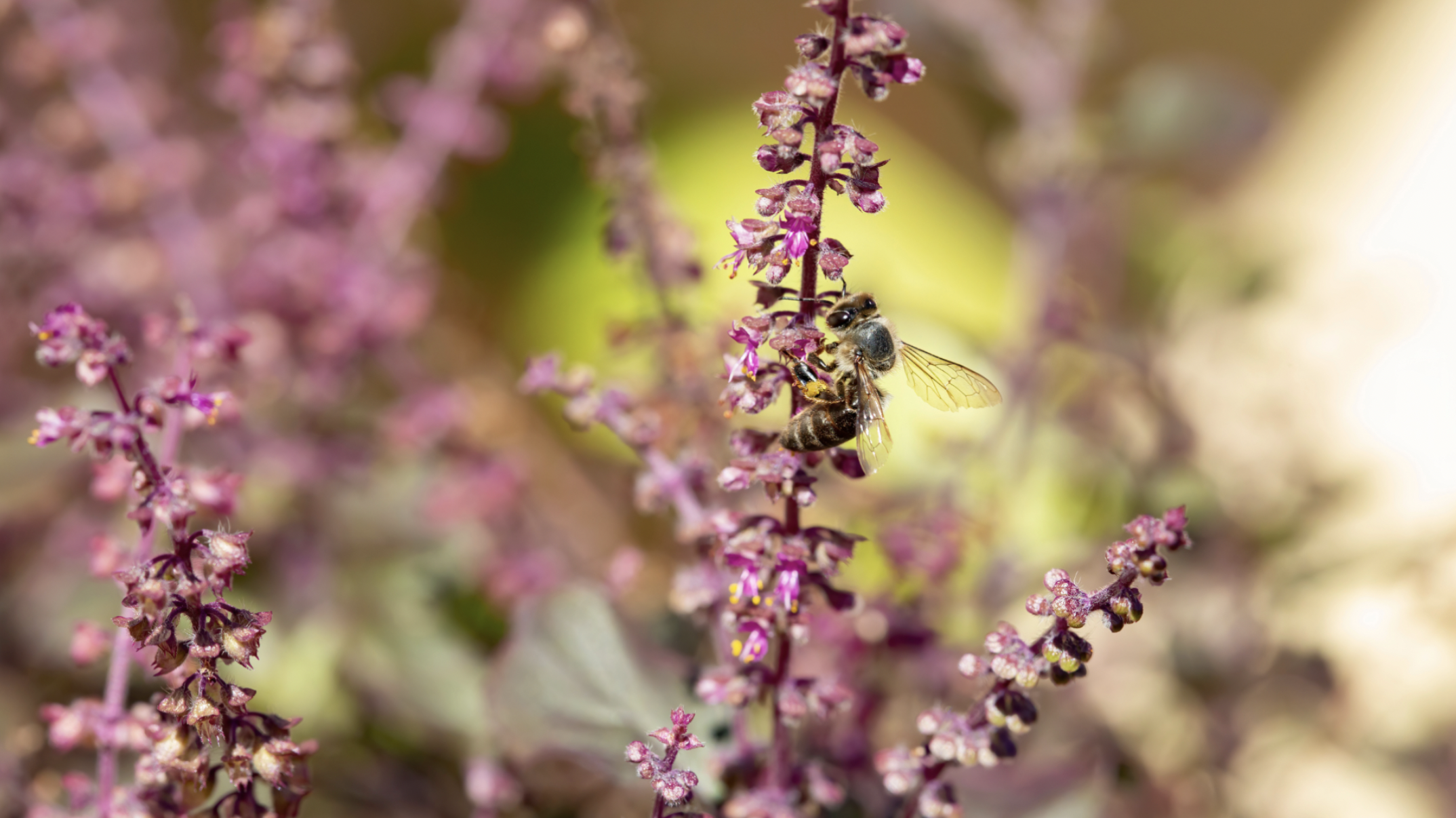 Holy Basil, Tulsi (Ocimum tenuiflorum)