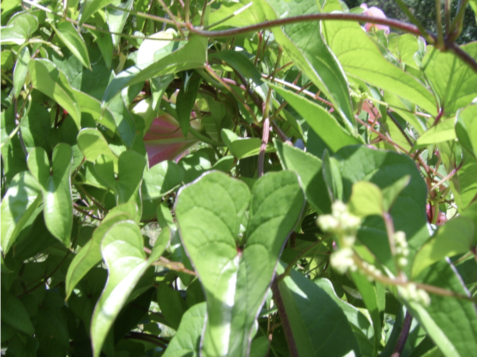 Fo-Ti (Polygonum multiflorum)