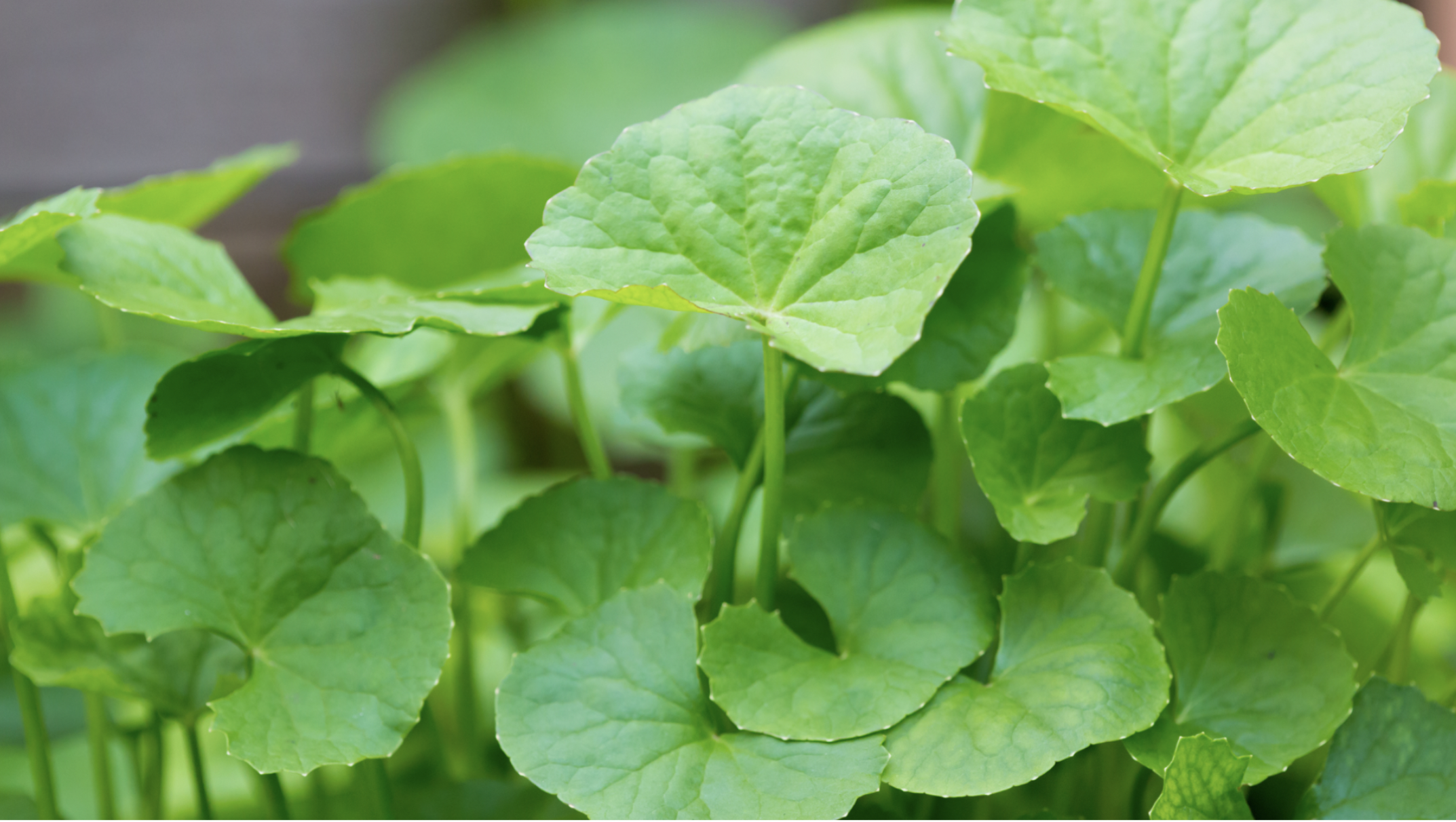 Gotu Kola (Centella asiatica)