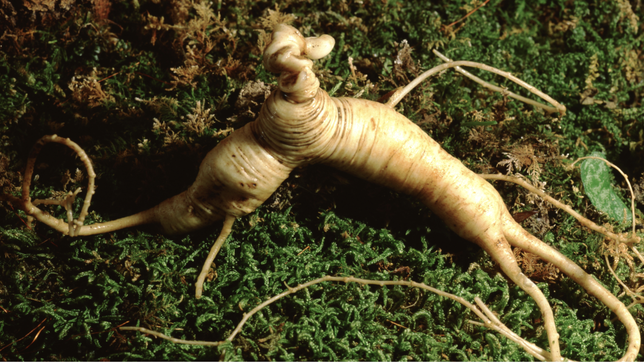 Ginseng, American (Panax ginseng)