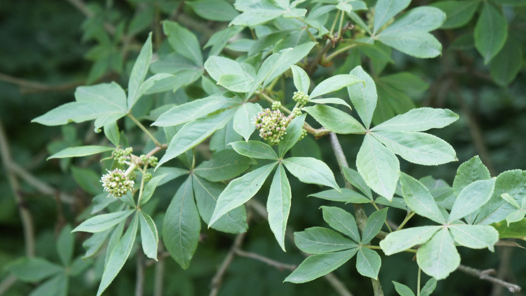 Eleuthero Ginseng (Eleutherococcus senticosus)