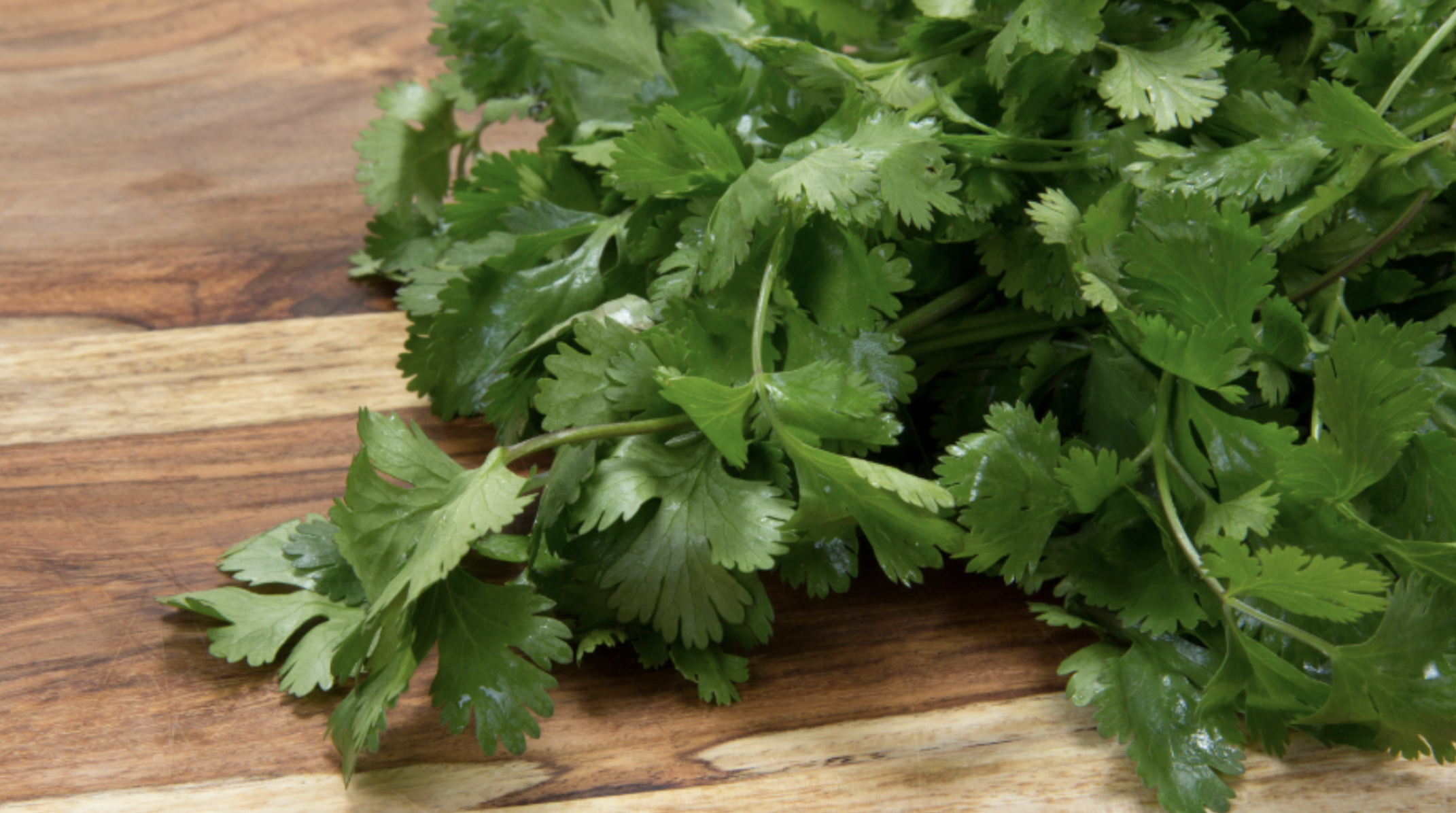 Cilantro (Coriandrum sativum)