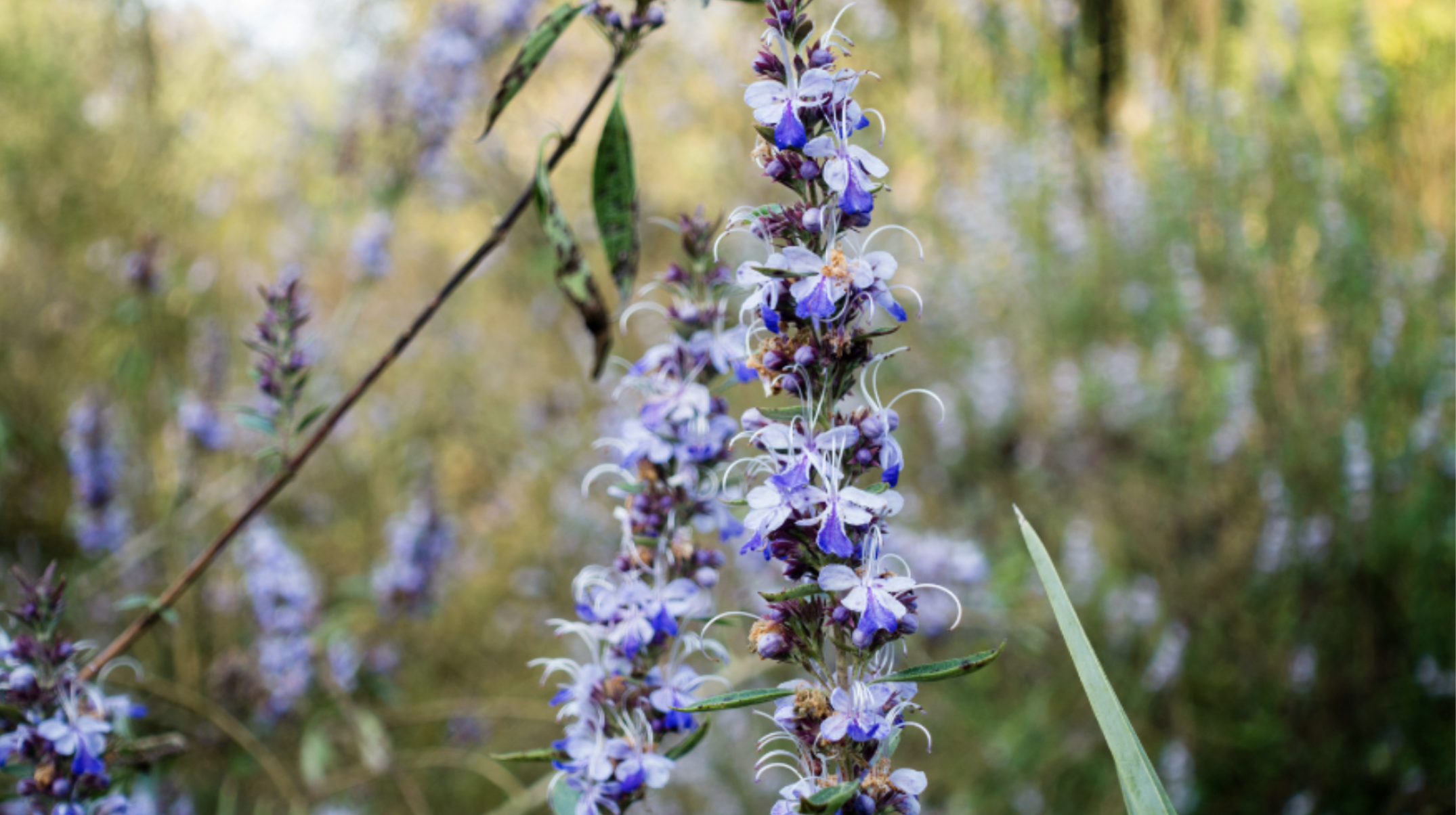 Chastetree Berry (Vitex agnus-castus)