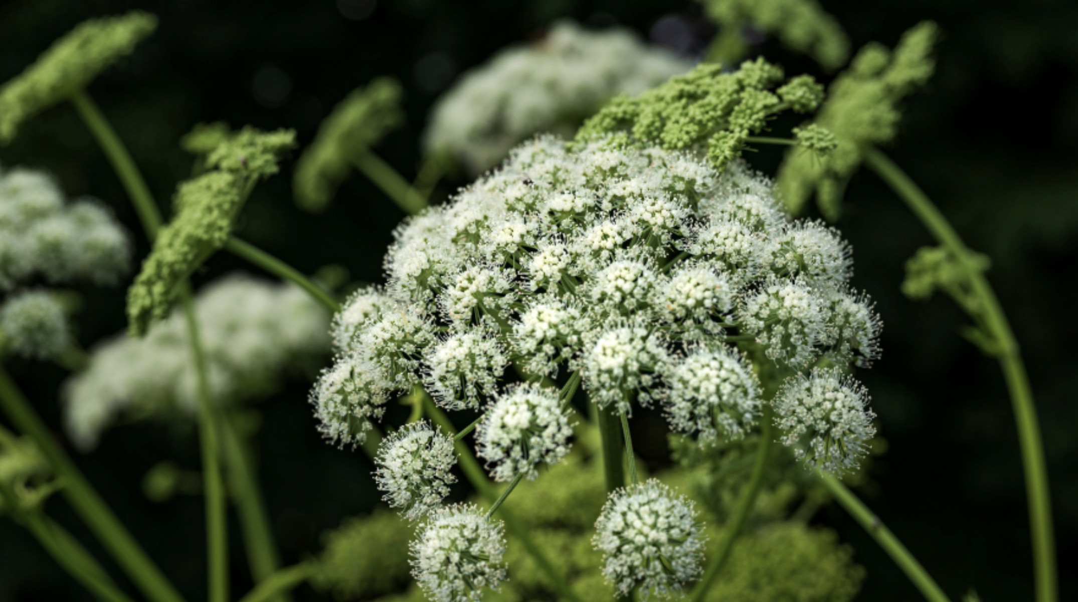 Angelica (Angelica archangelica)