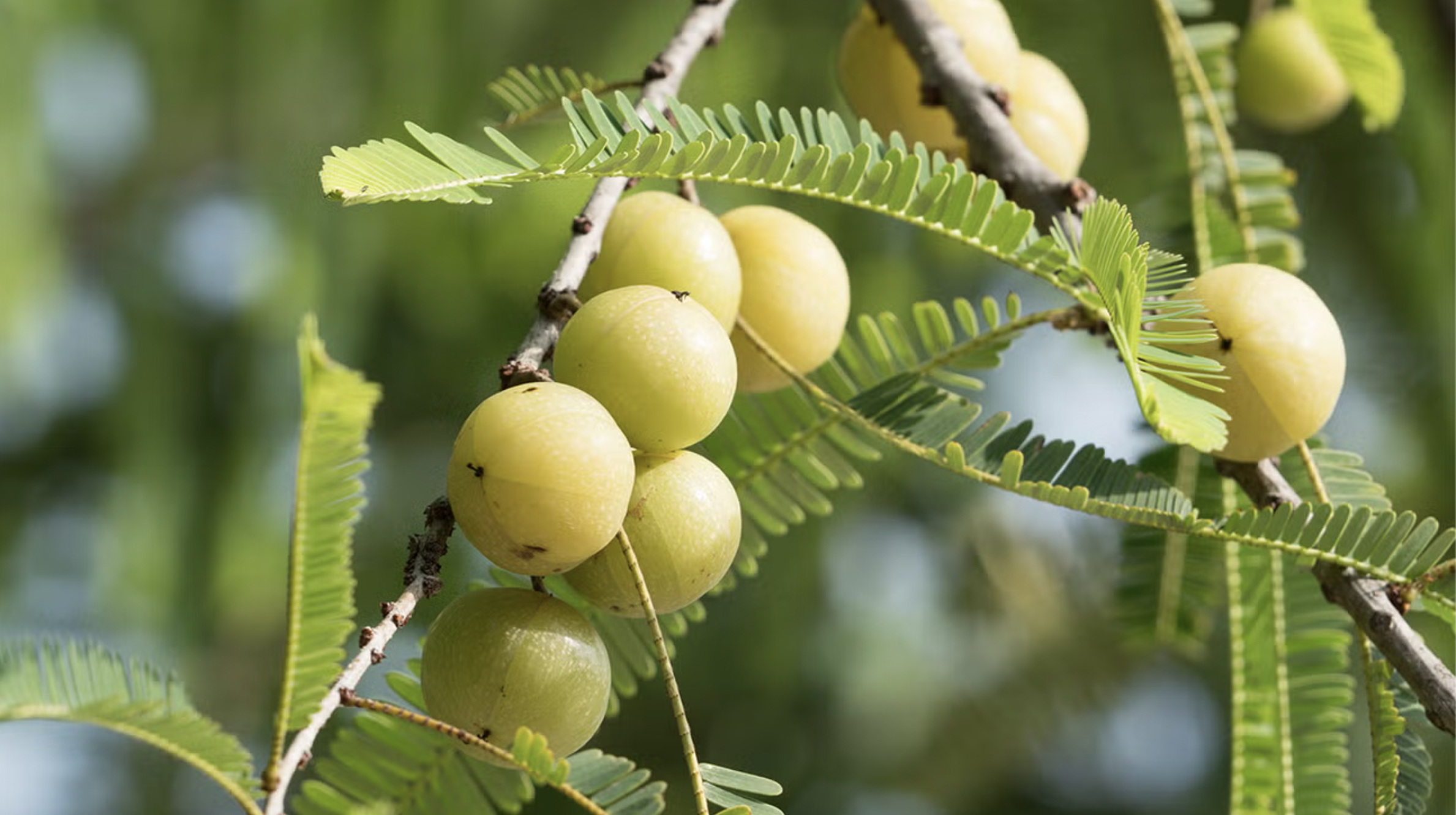 Amalaki Berry/Indian Gooseberry (Phyllanthus emblica)