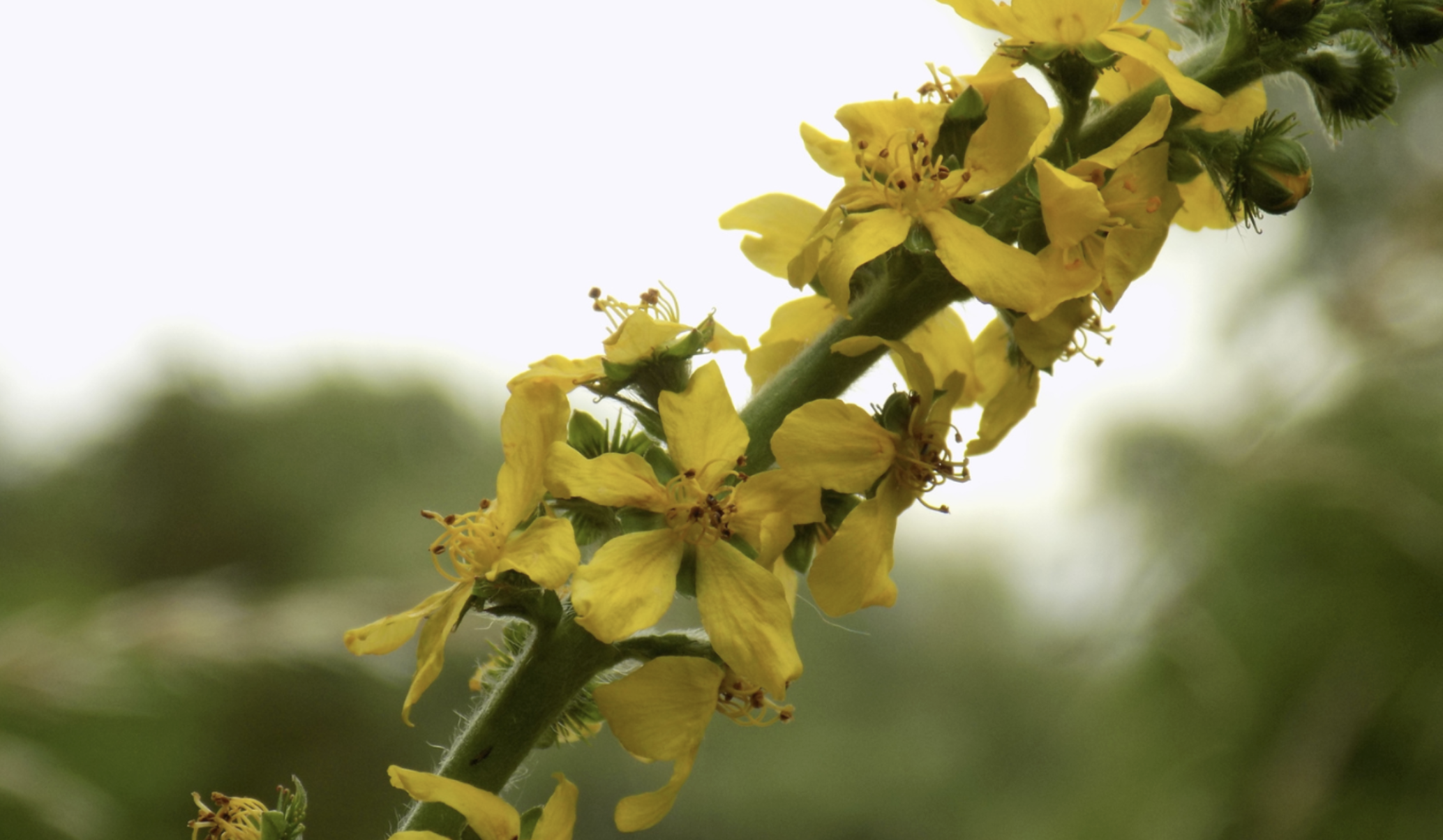 Agrimony (Agrimonia  Parviflora)