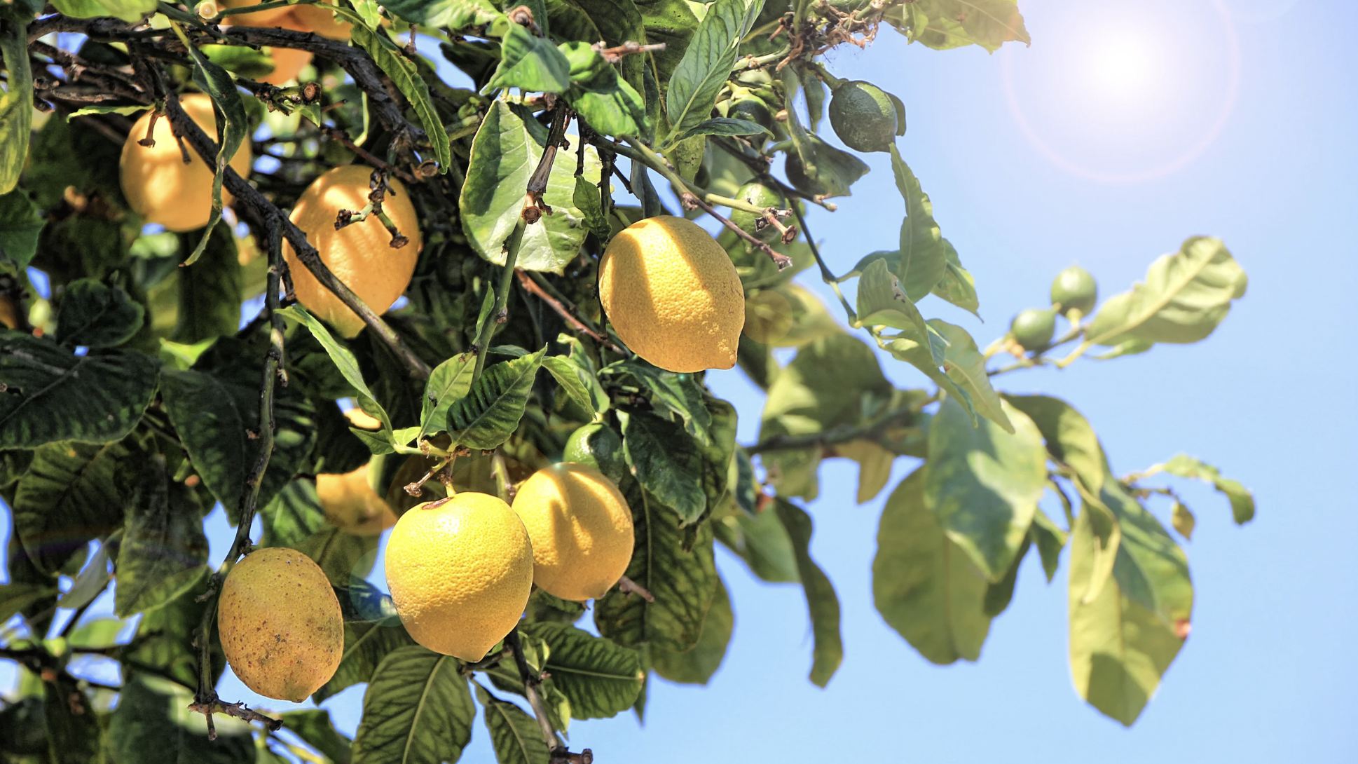 Lemon (Citrus limon)