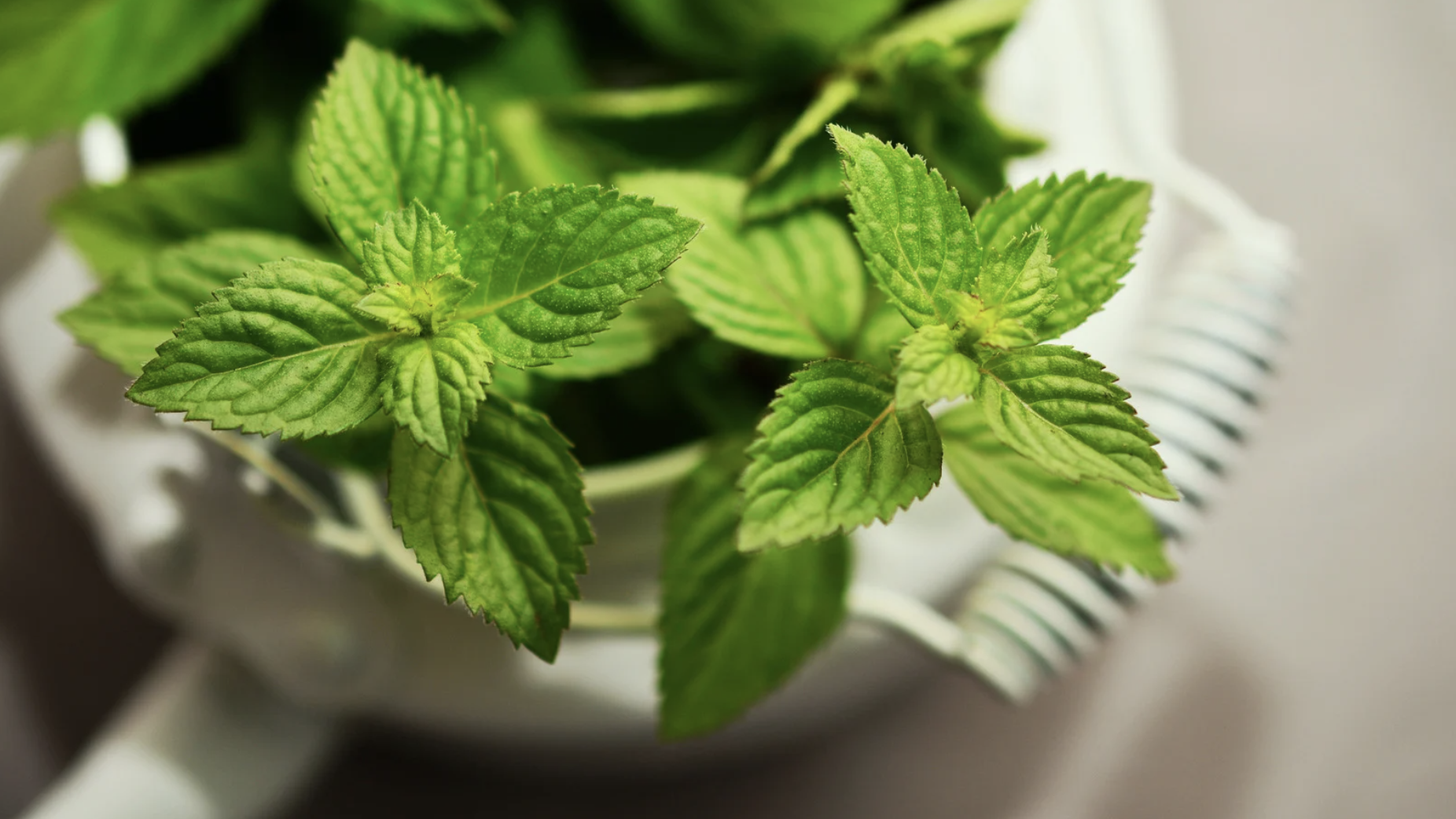 Peppermint, Dried (Mentha piperita)
