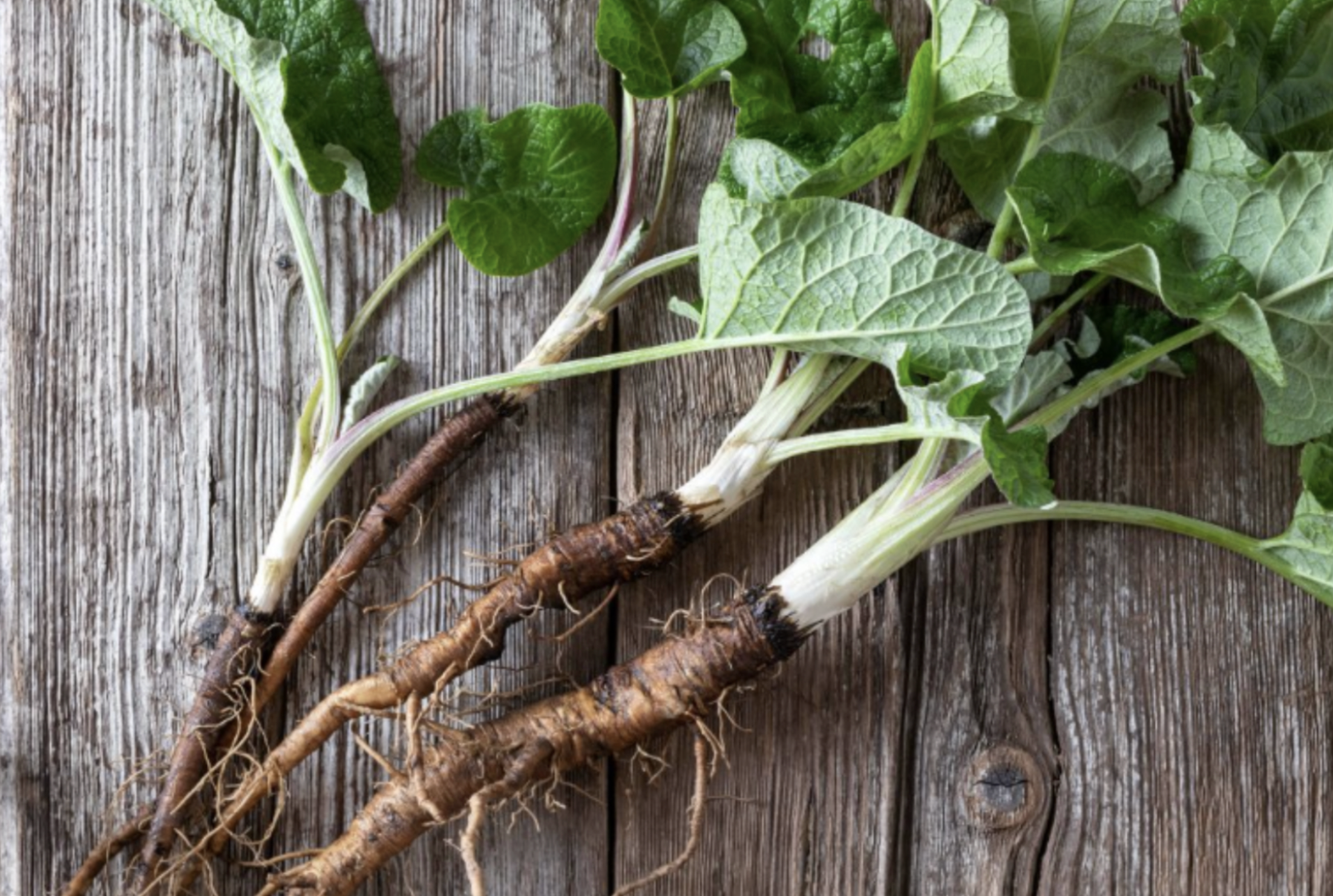Burdock Root (Arctium lappa)