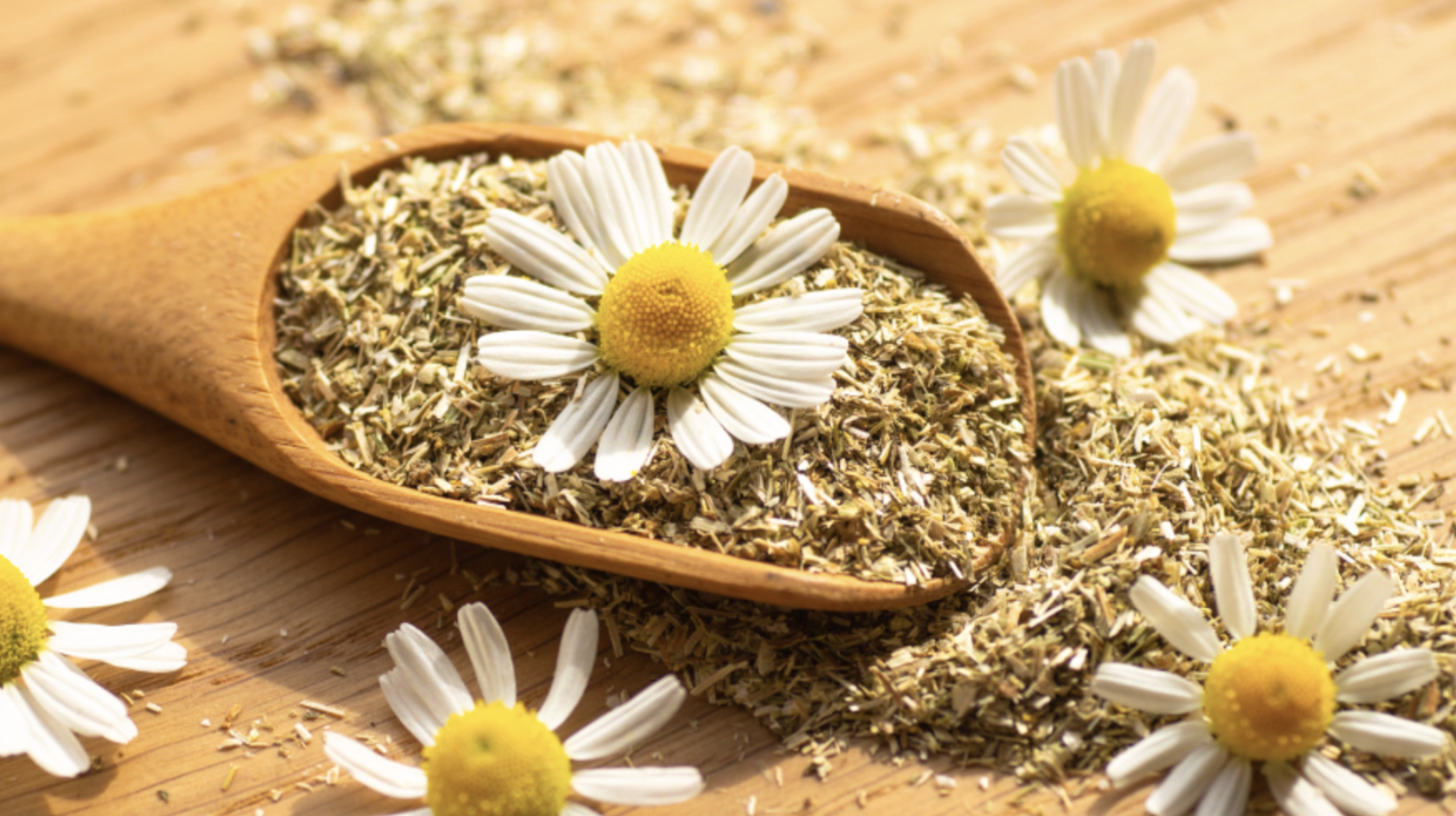 Chamomile (Matricaria recutita)