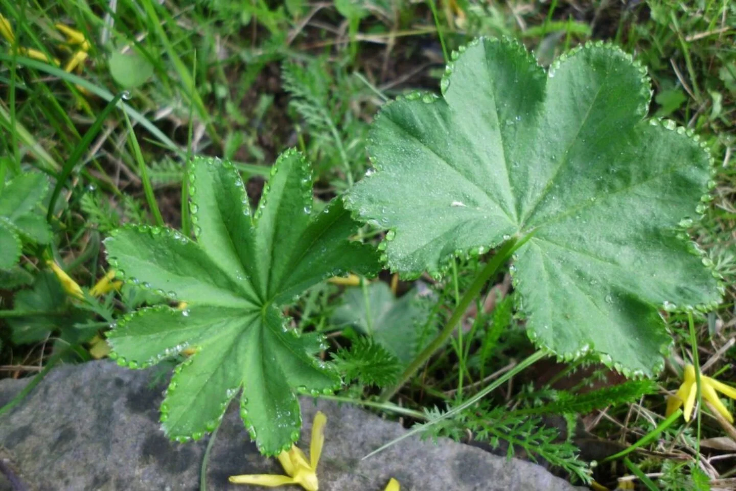 Lady’s Mantle (Alchemilla vulgaris)