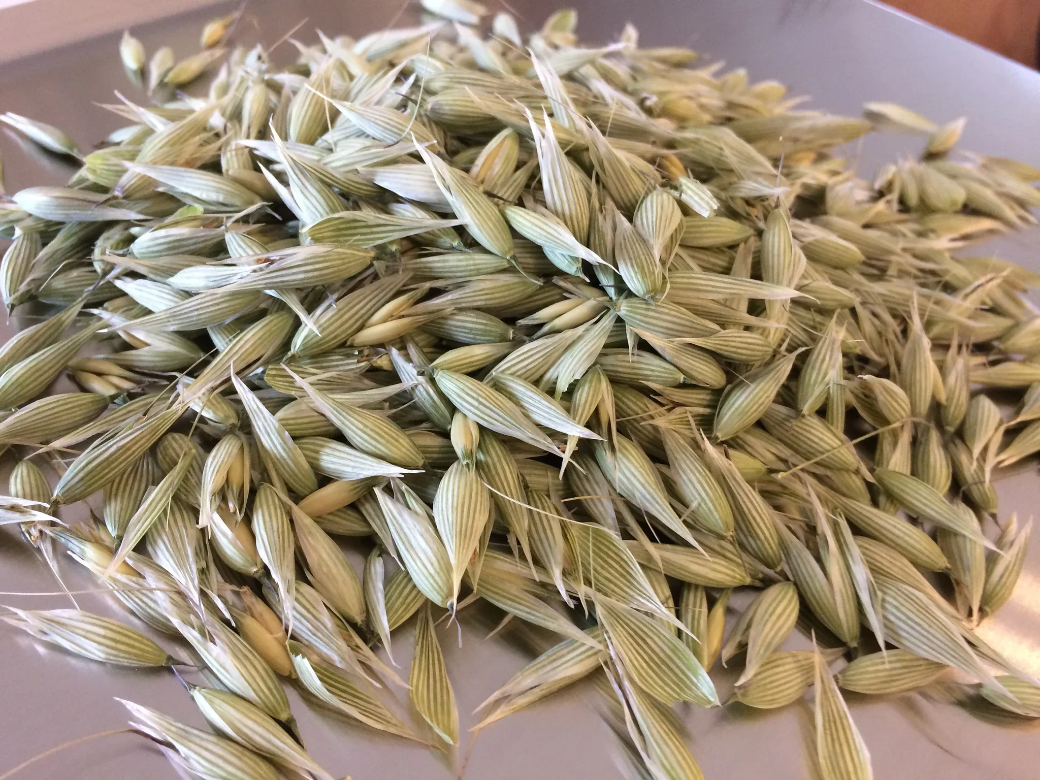 Milky Oats, Fresh (Avena sativa)