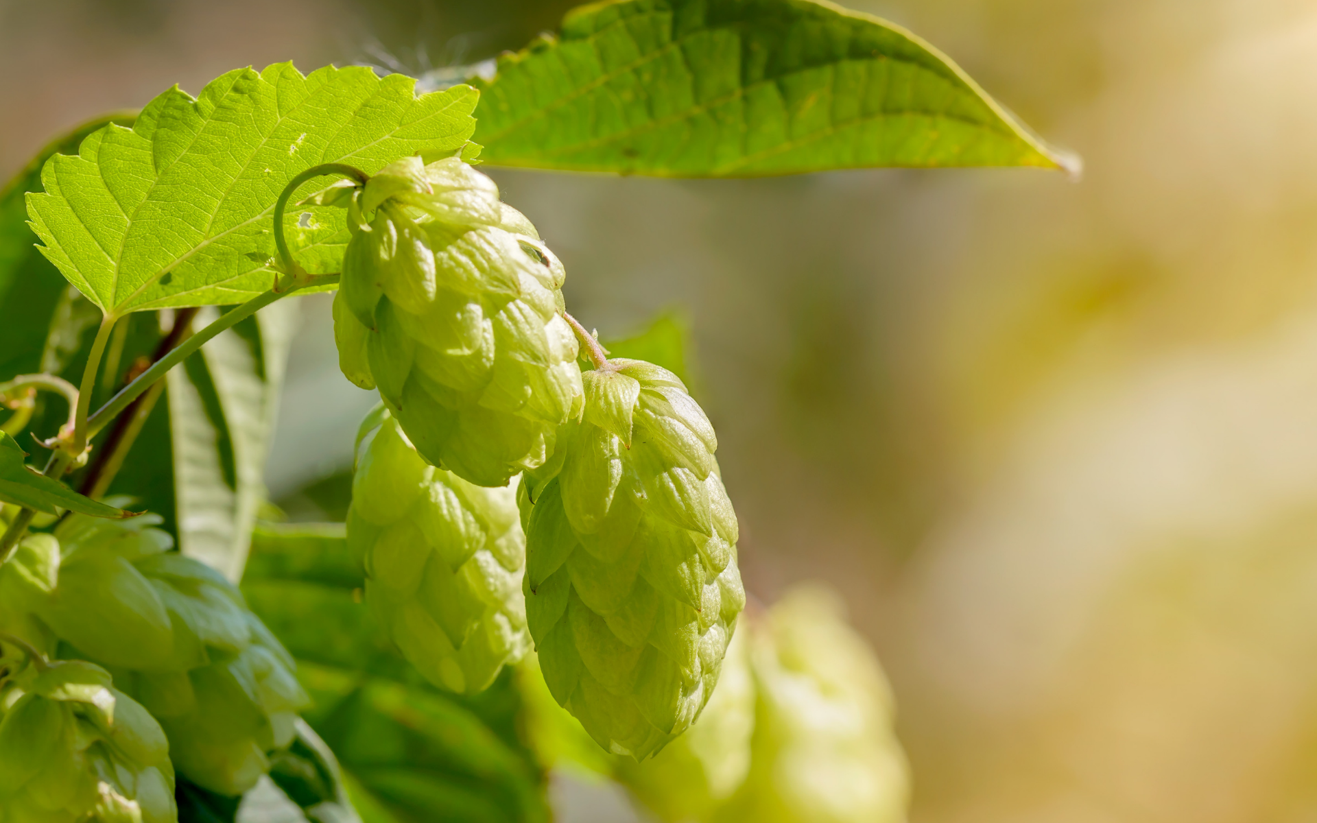 Hops (Humulus lupulus)